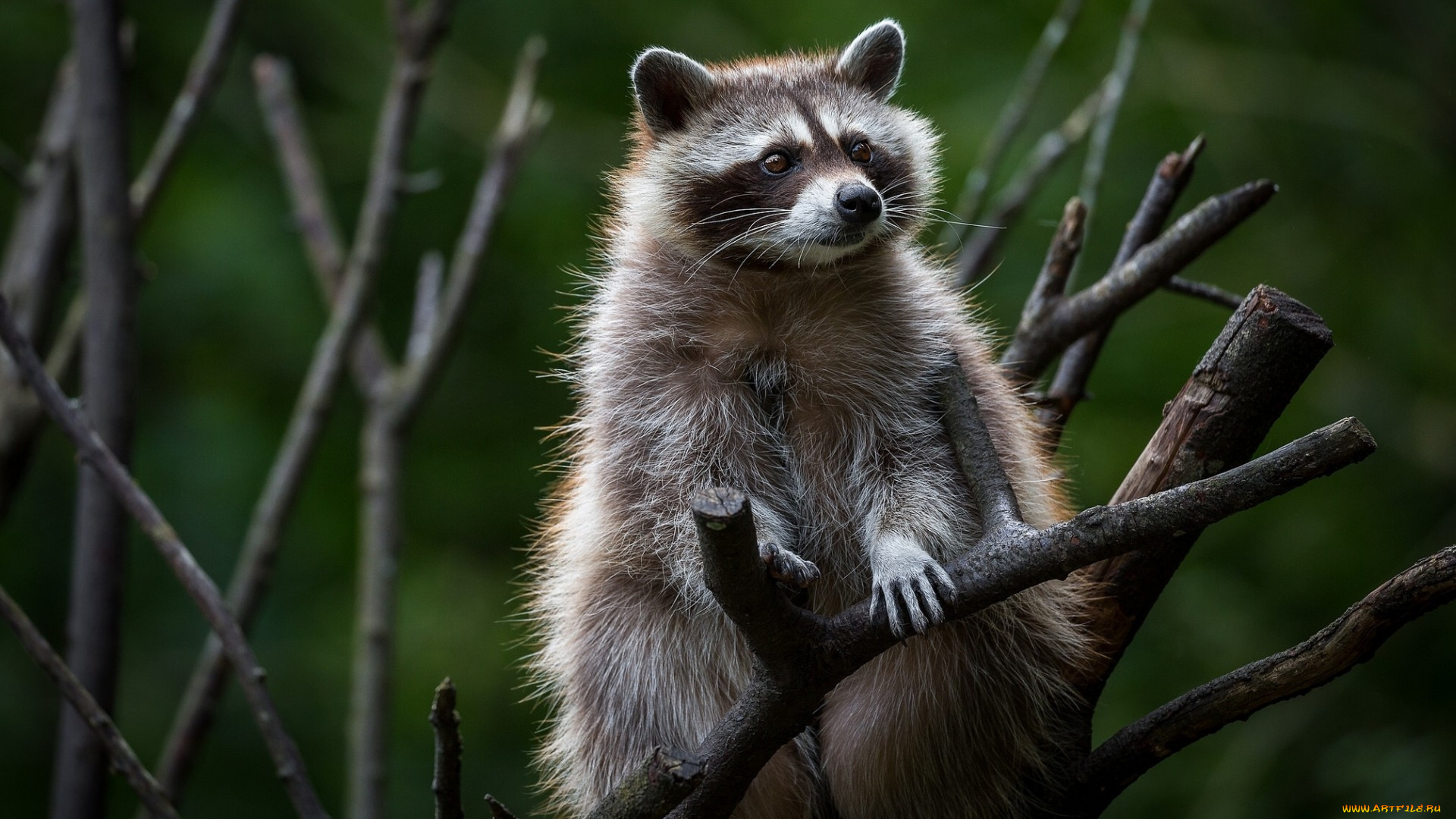 животные, еноты, енот, ветки, дерево