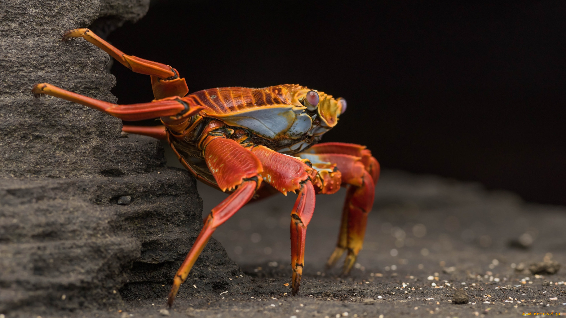животные, крабы, , раки, краб