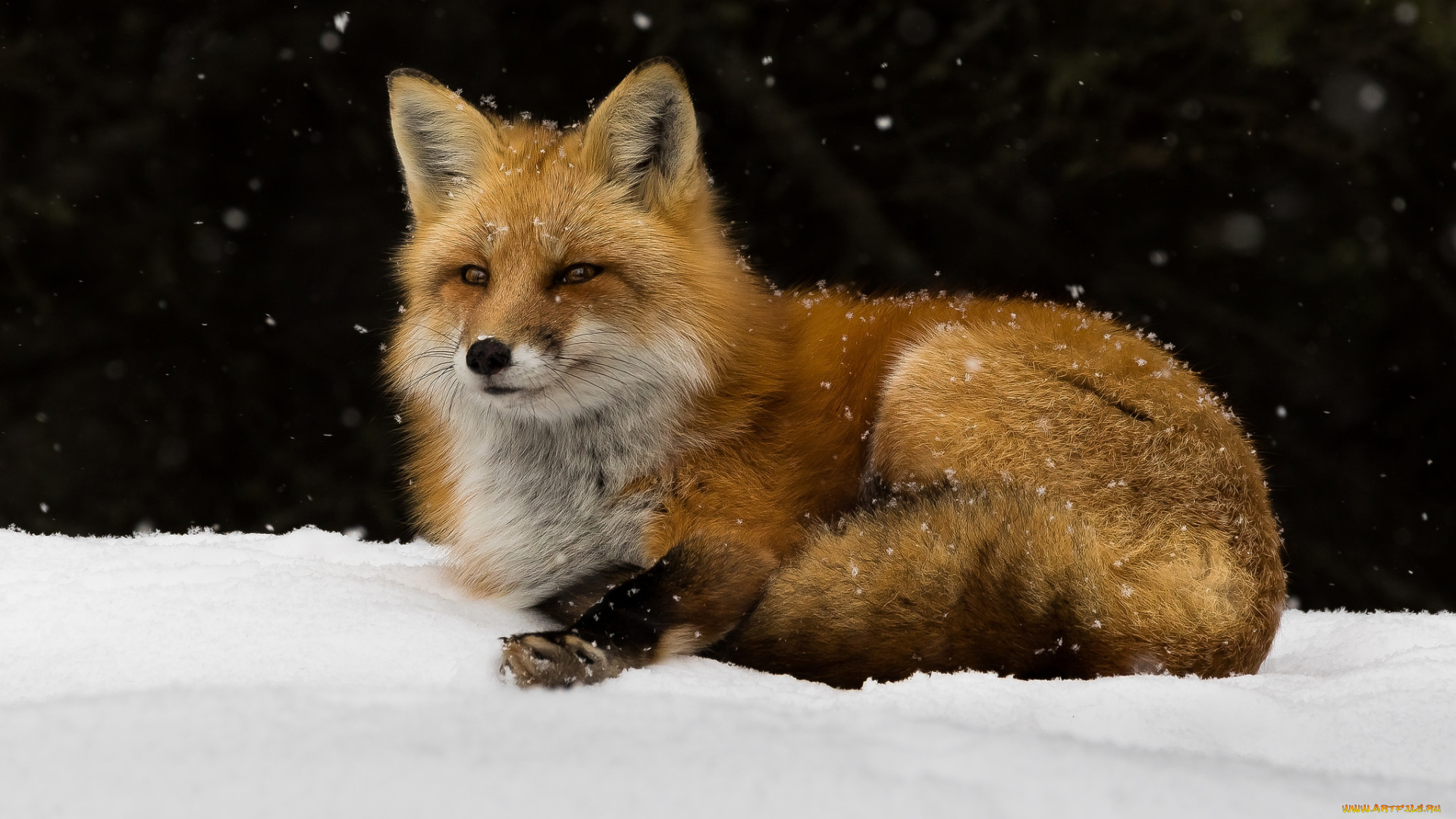 животные, лисы, лисичка