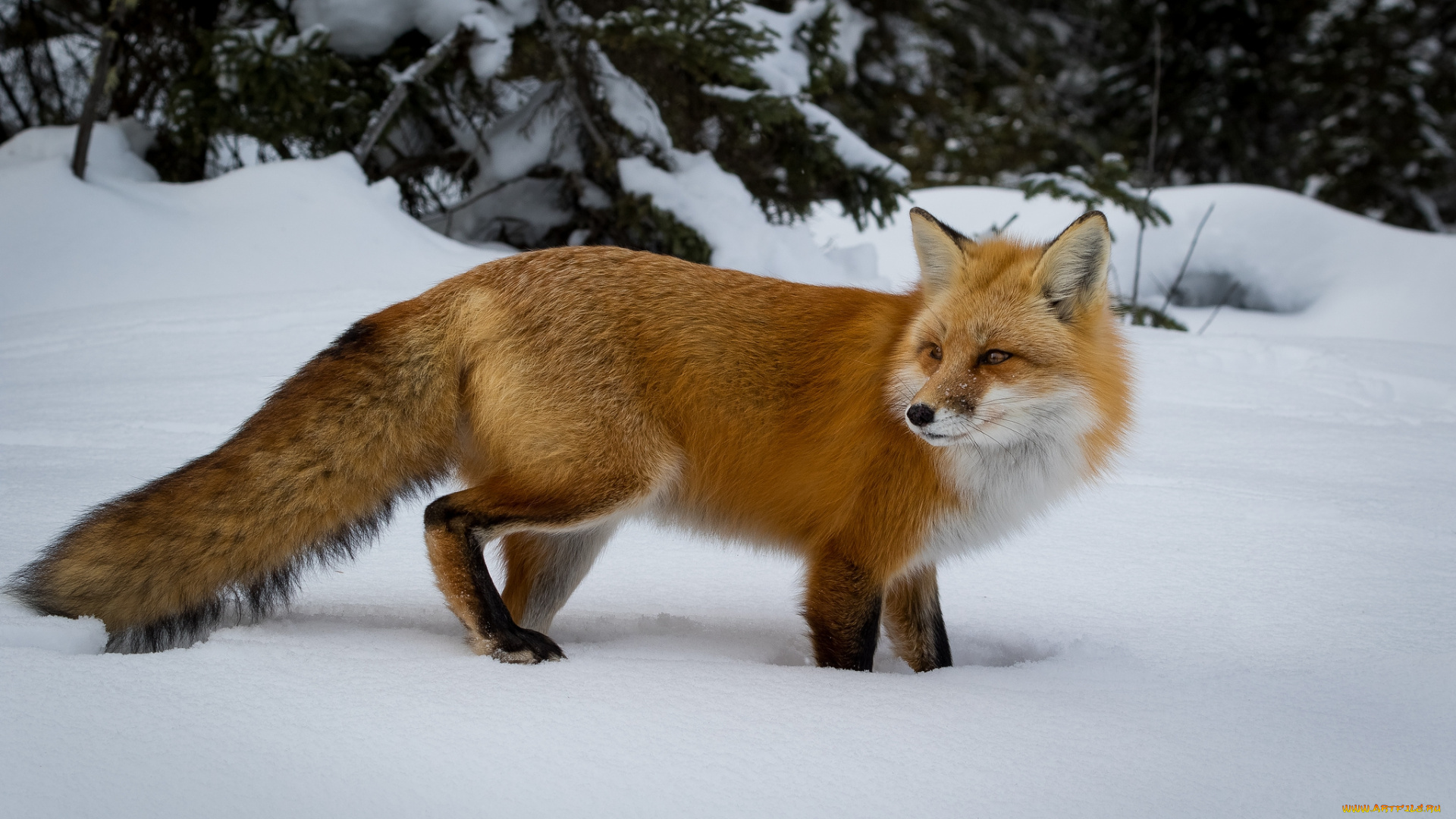 животные, лисы, лисичка