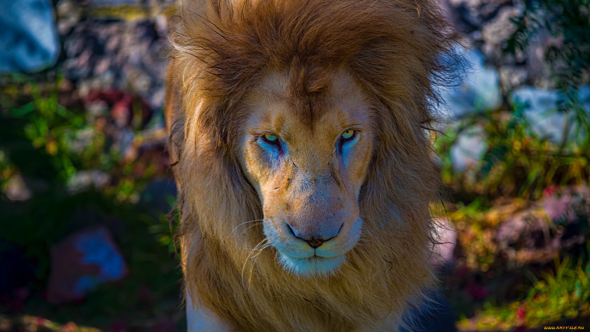 животные, львы, лев, царь, зверей, морда, грива, взгляд