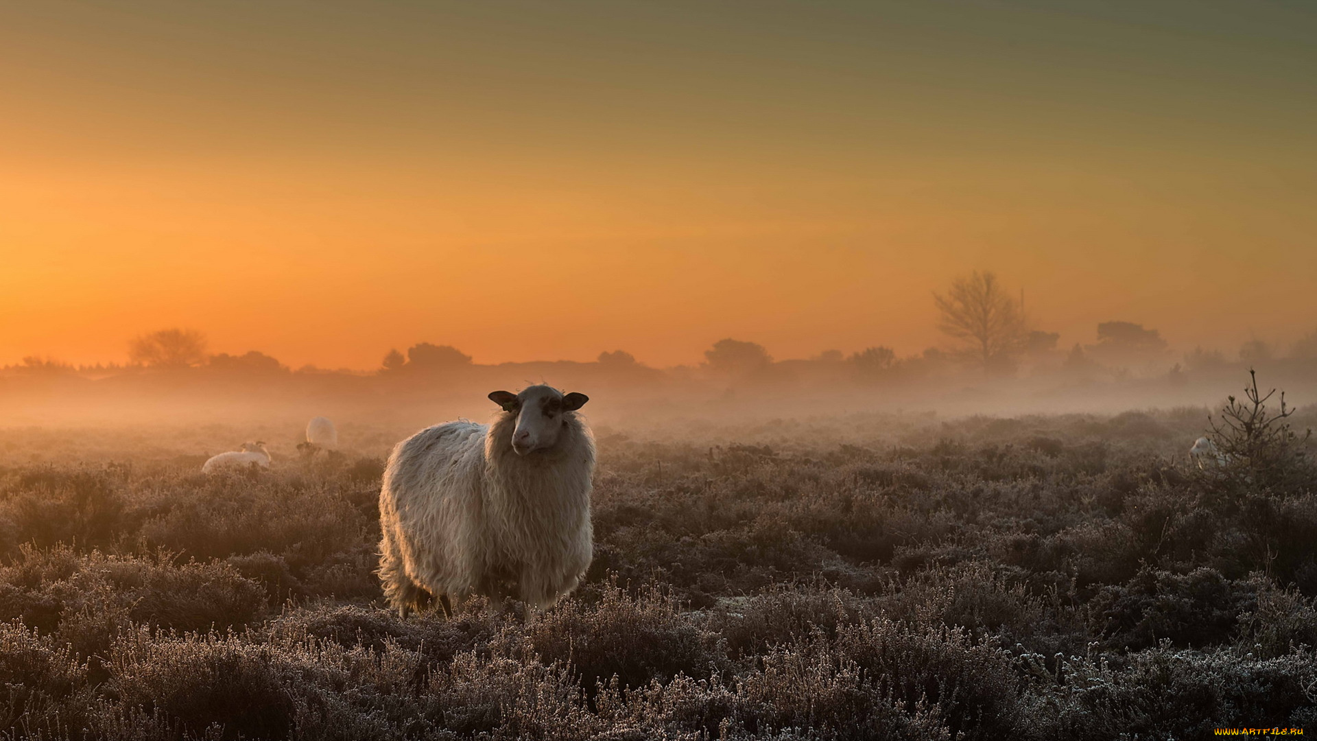 животные, овцы, , бараны, туман, поле