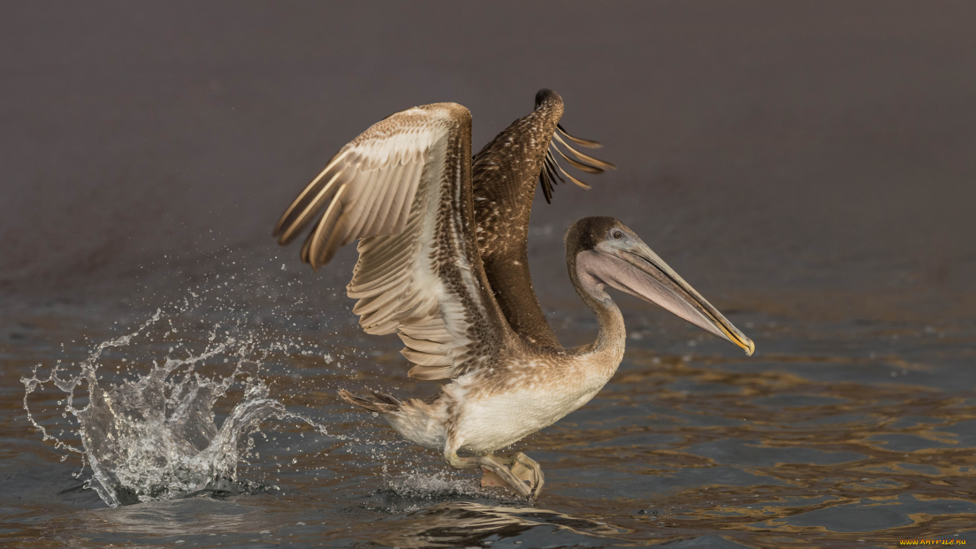 животные, пеликаны, пеликан