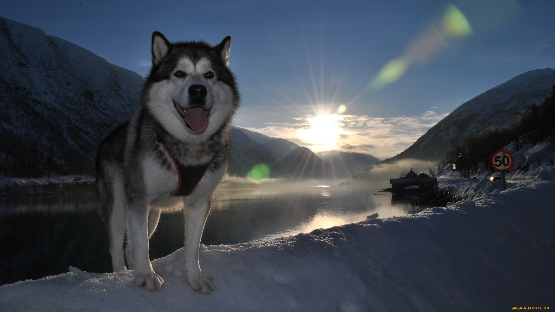 животные, собаки, пейзаж, снег, язык, пёс, собака