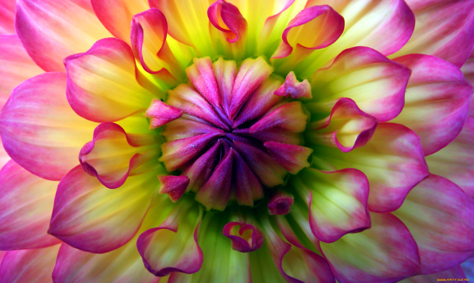 цветы, георгины, цветок, лепестки, краски