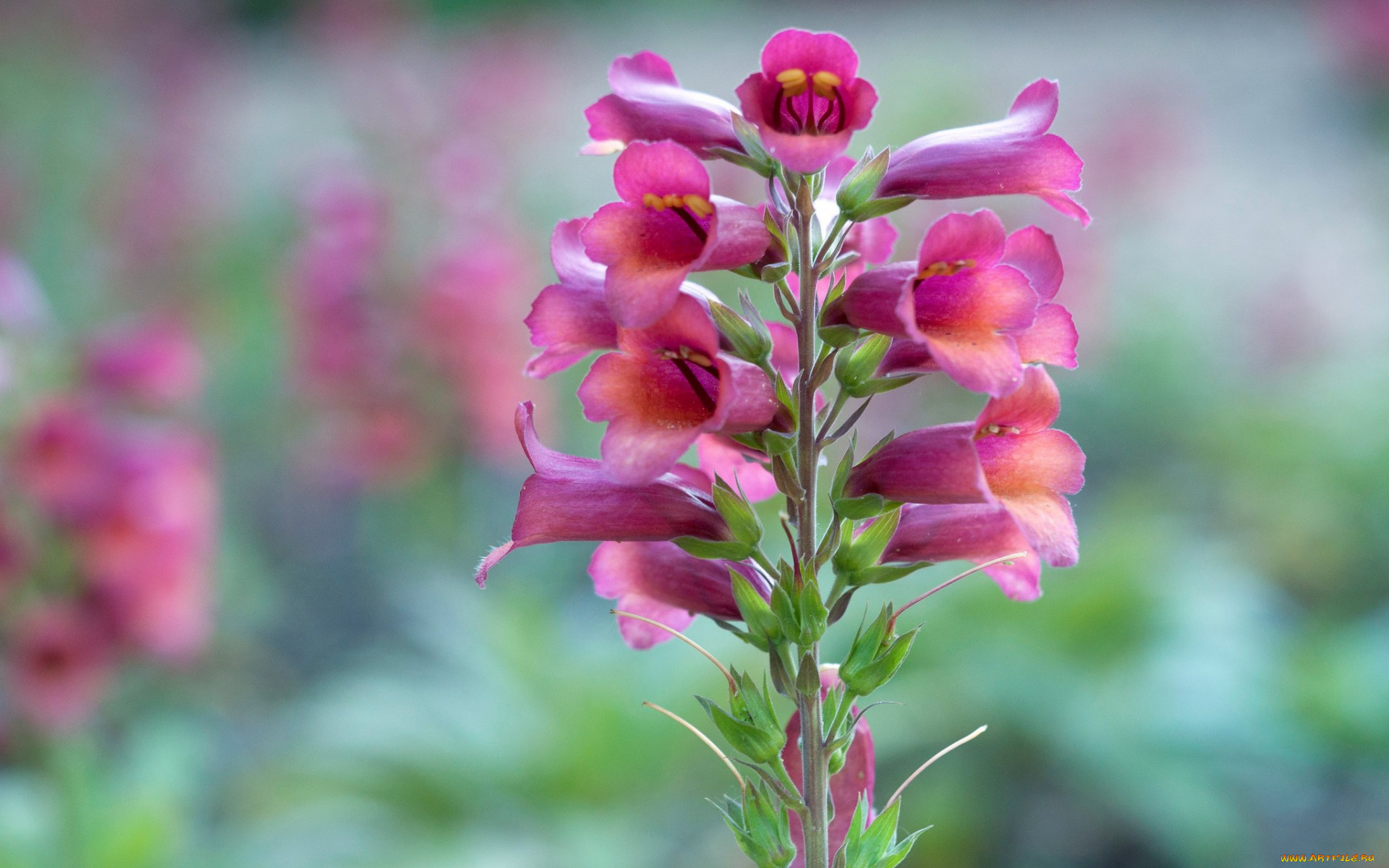 цветы, дигиталис, , наперстянка, соцветие, растение, стебель, лепестки