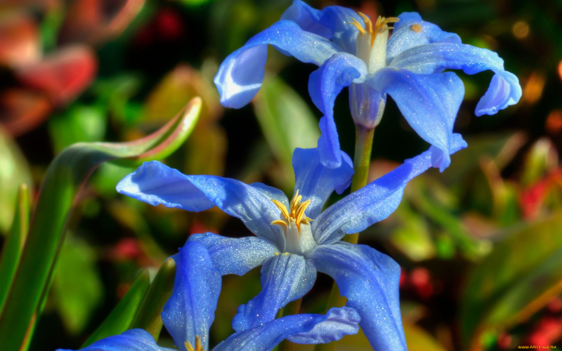 цветы, фон, лепестки