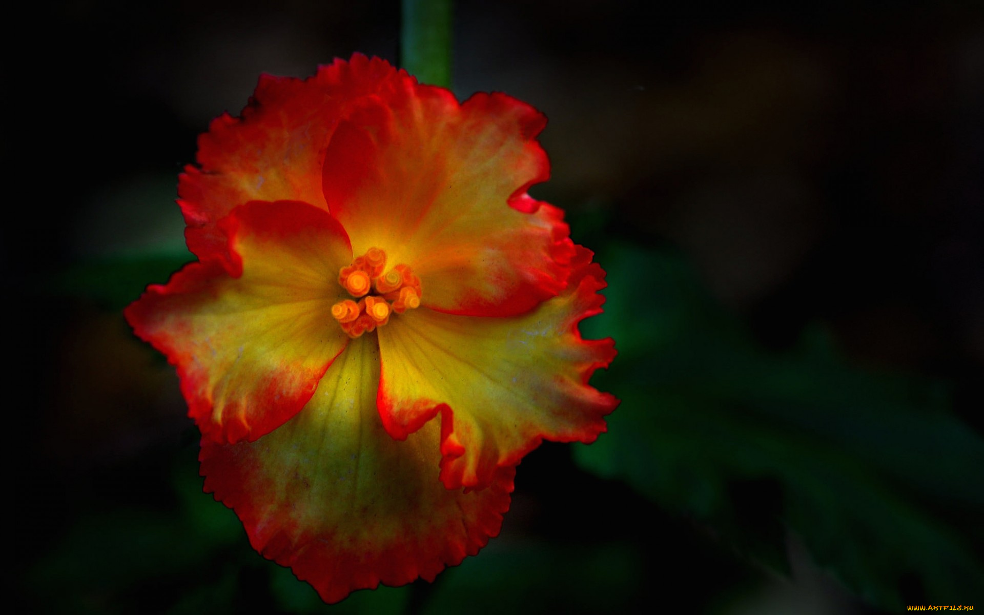 цветы, фон, лепестки, цветок, краски