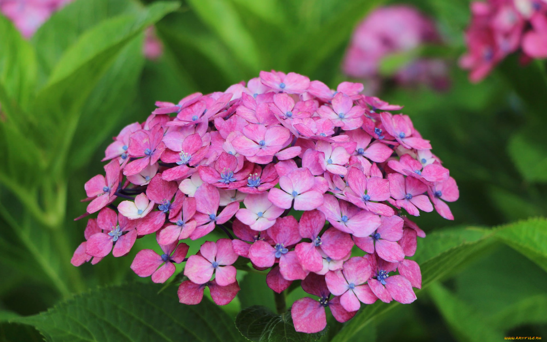 цветы, гортензия, природа, макро, лепестки, соцветие