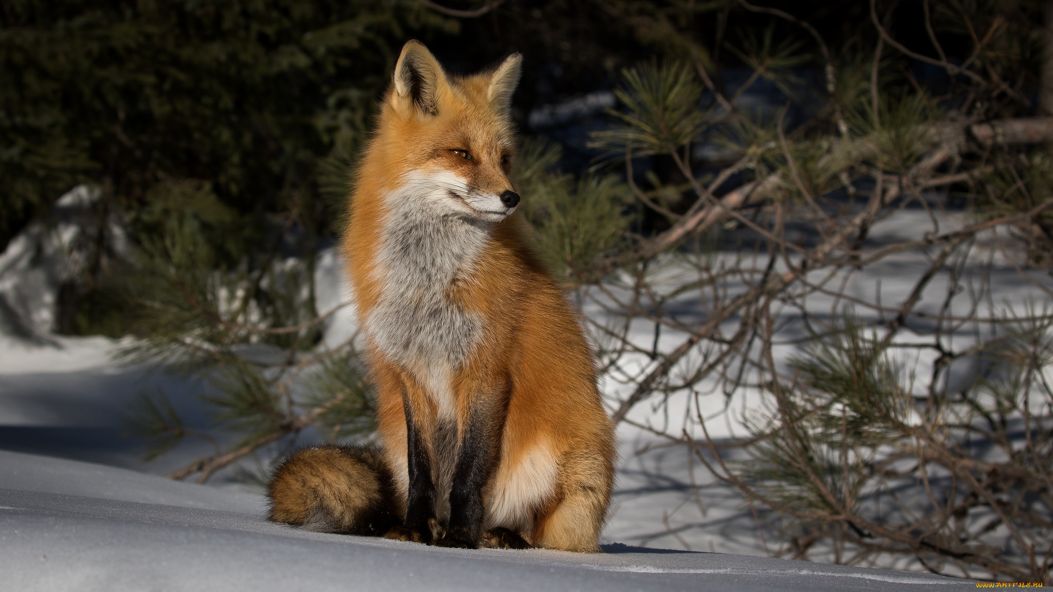 животные, лисы, лисичка