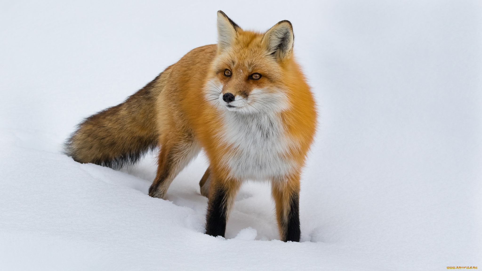 животные, лисы, лисичка