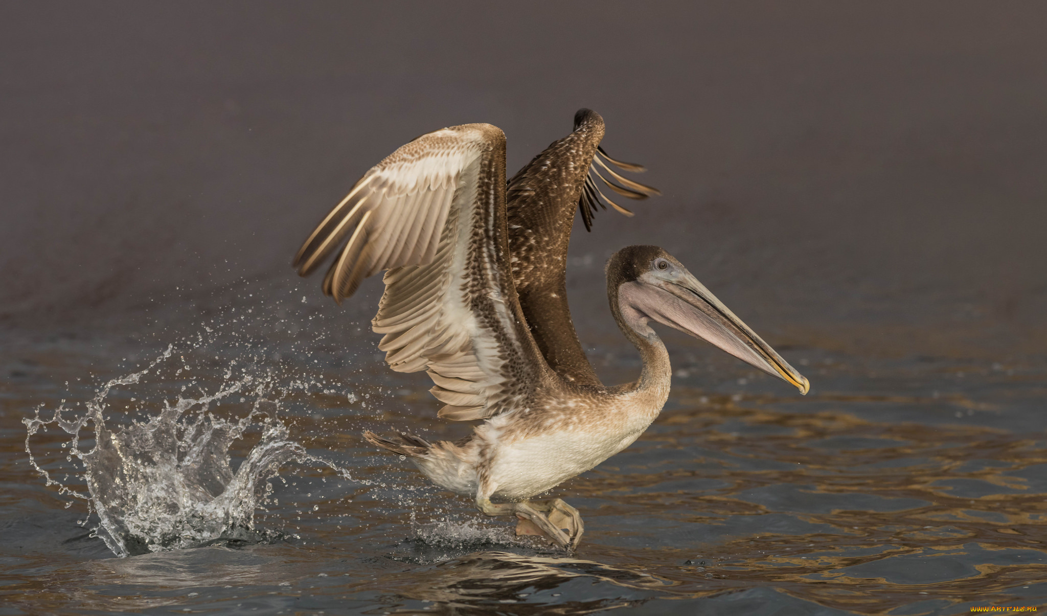 животные, пеликаны, пеликан