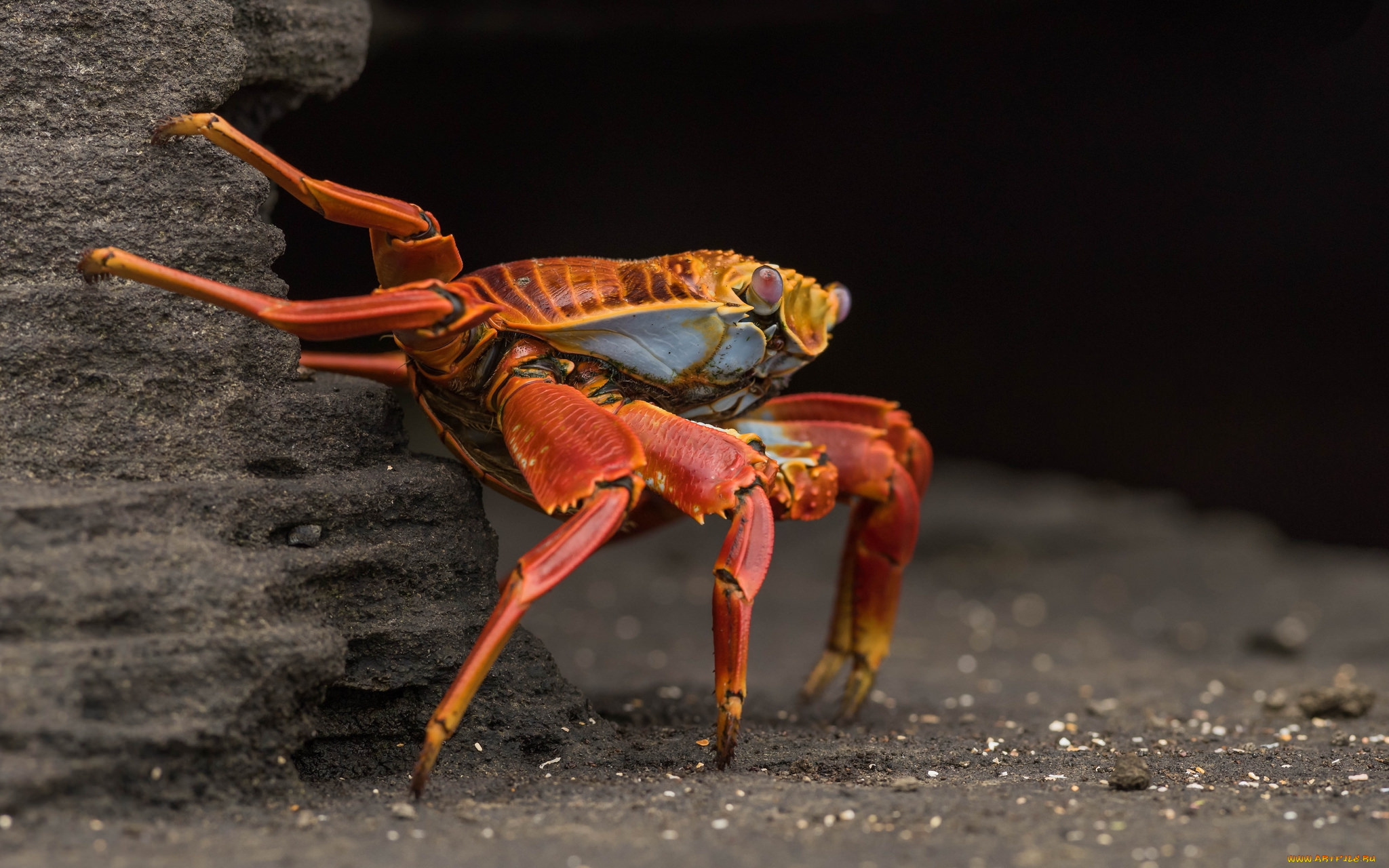 животные, крабы, , раки, краб