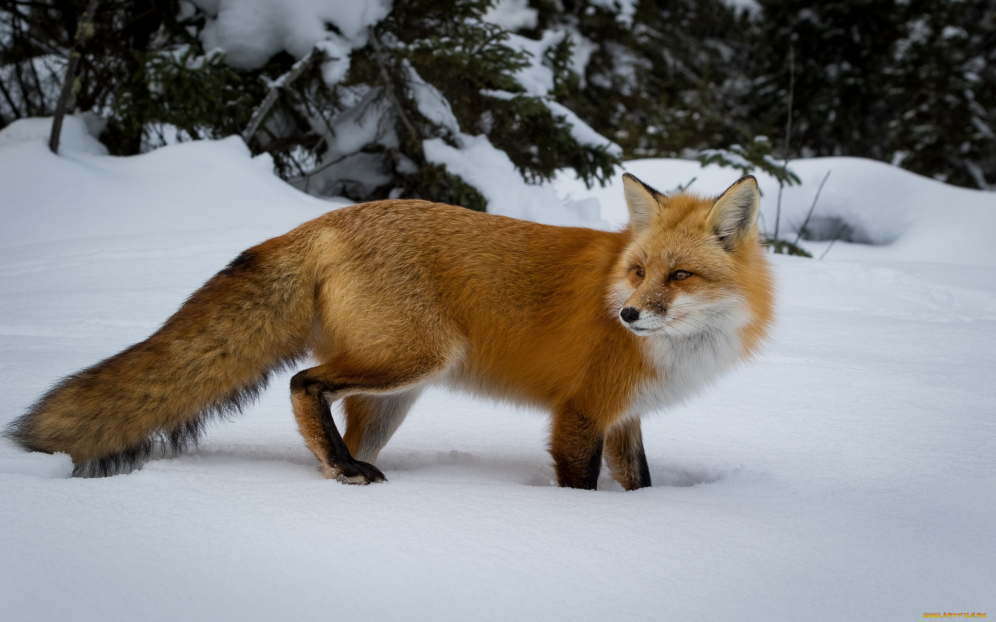 животные, лисы, лисичка