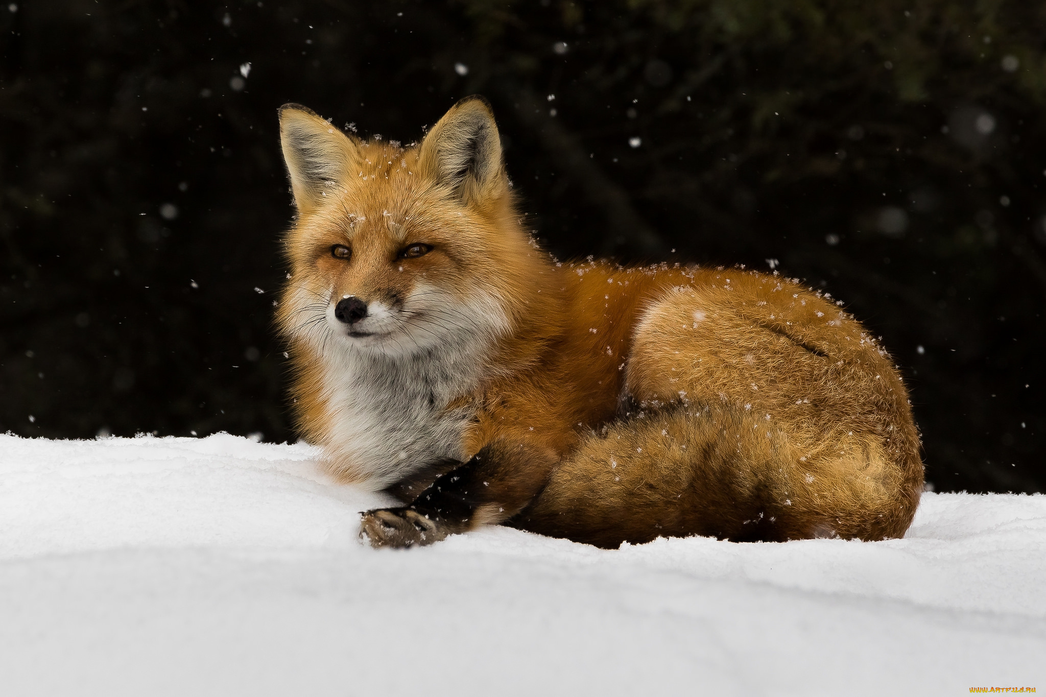 животные, лисы, лисичка