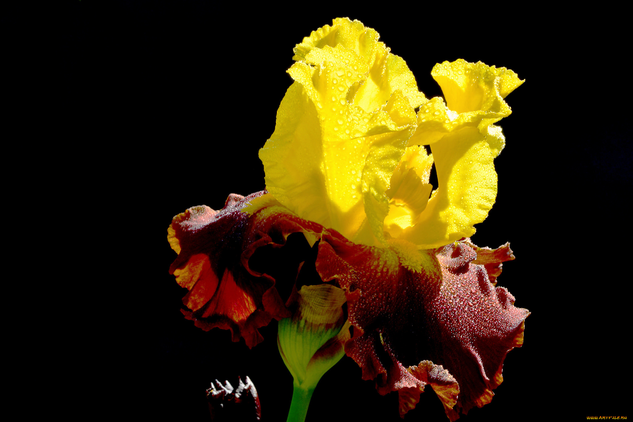 цветы, ирисы, капли, роса, краски, цветок, лепестки