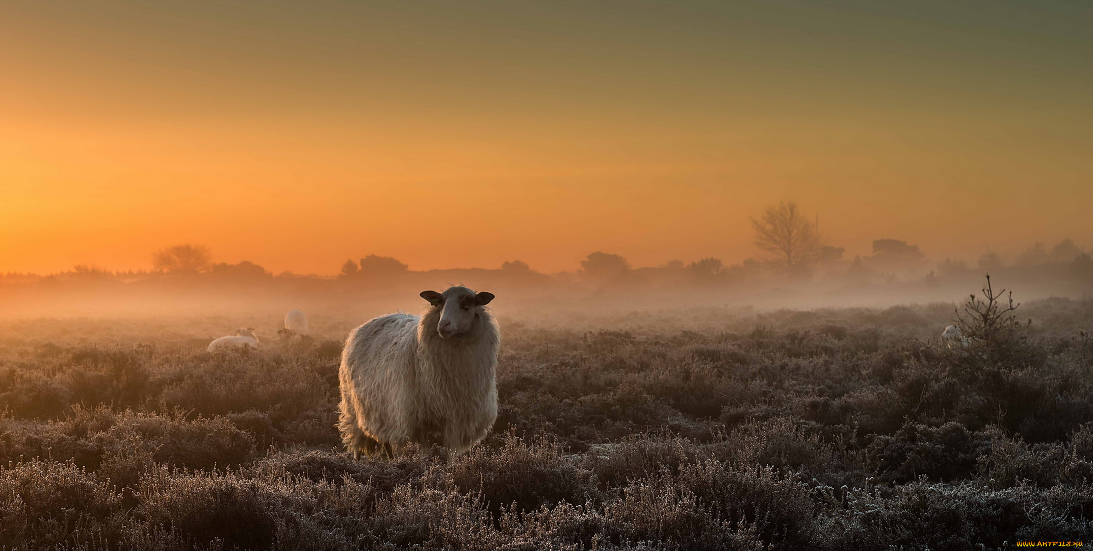 животные, овцы, , бараны, туман, поле
