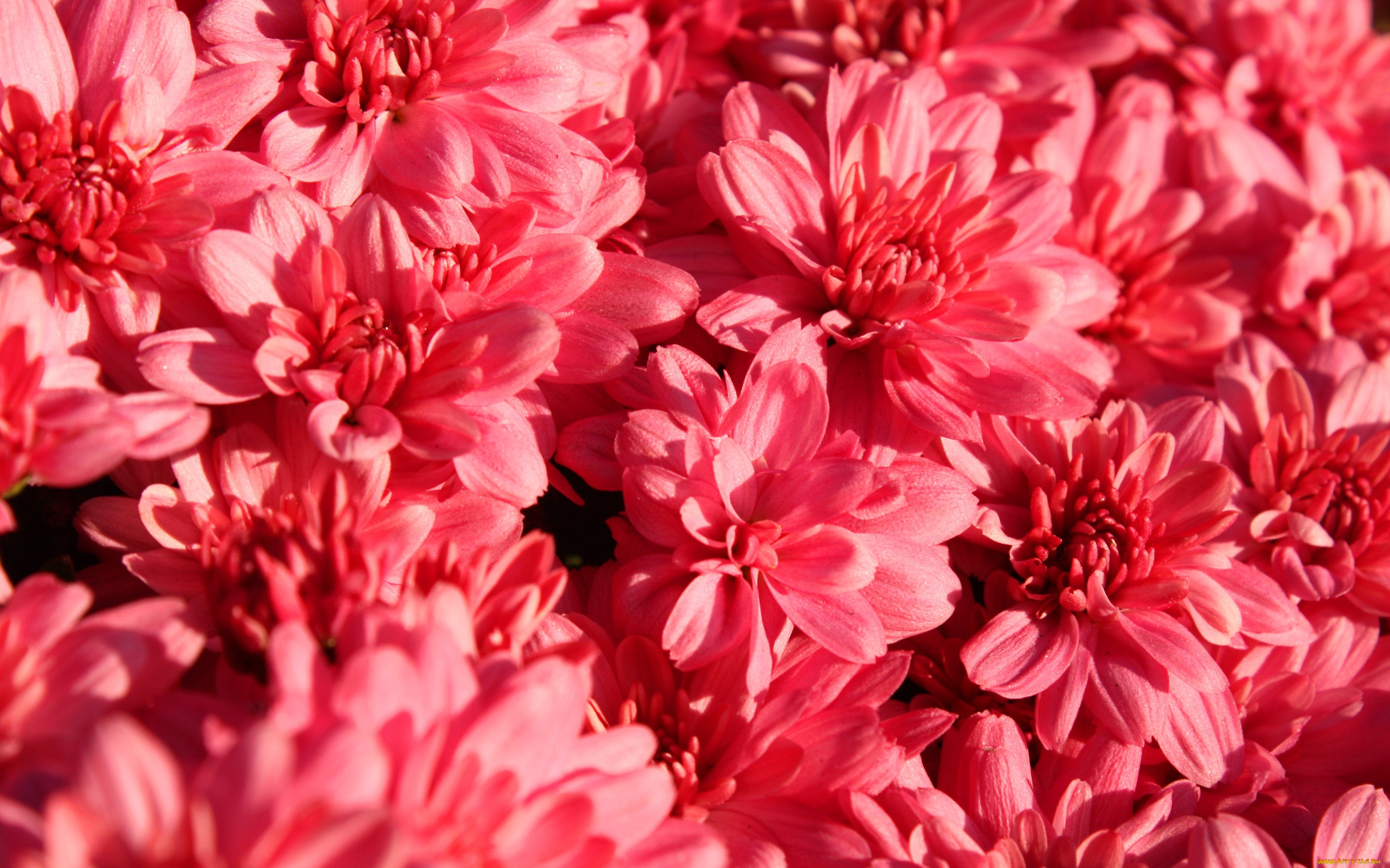 цветы, хризантемы, природа, текстура, лепестки, ковер