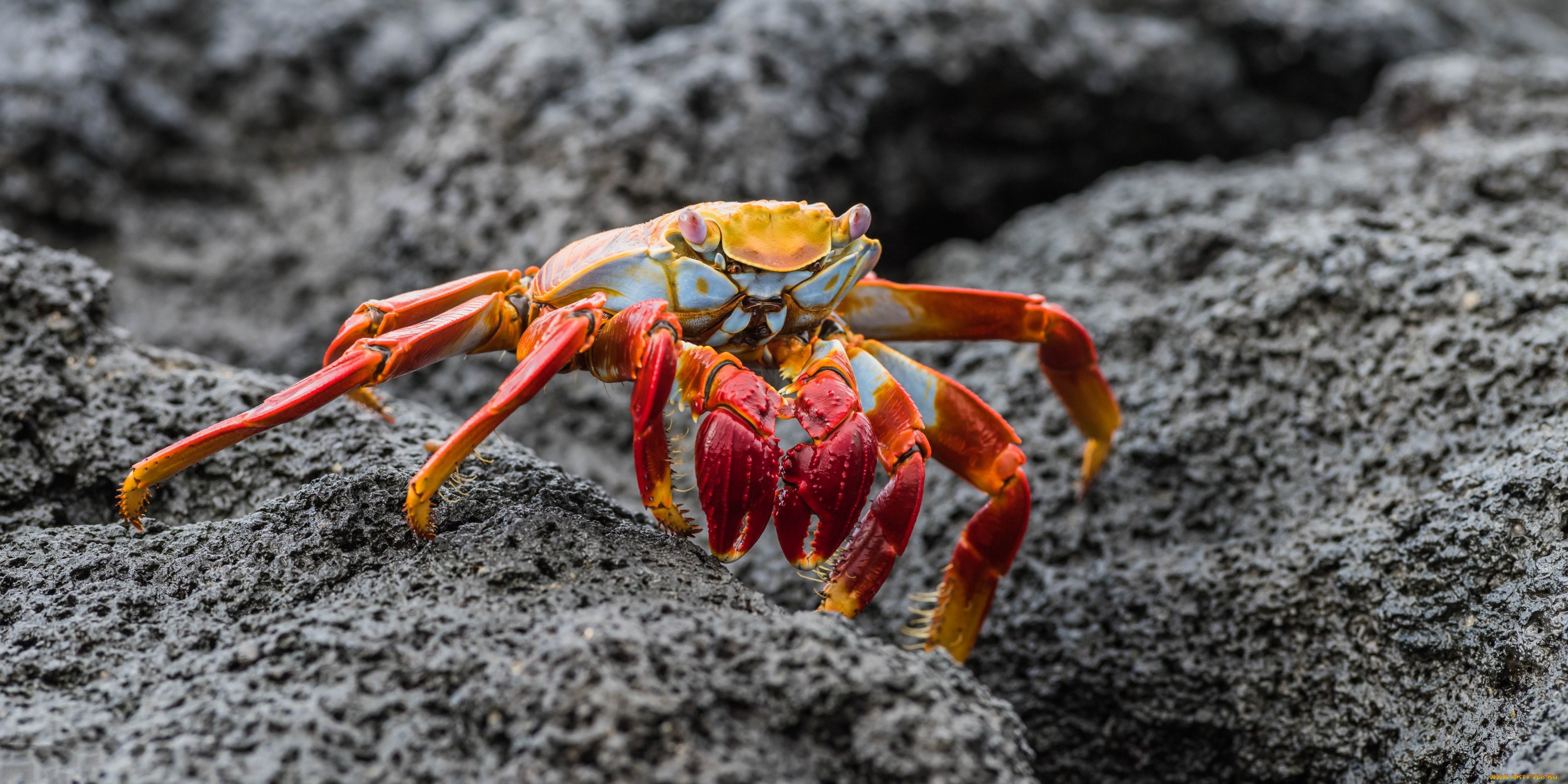 животные, крабы, , раки, краб