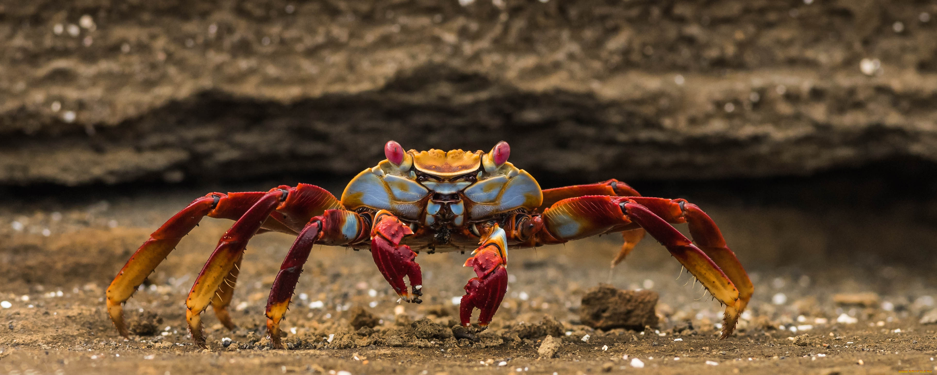 животные, крабы, , раки, краб