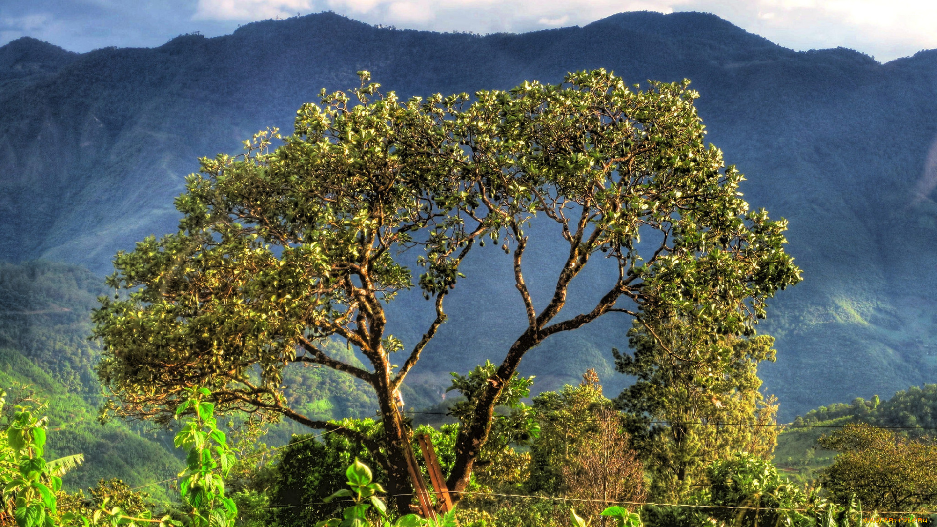природа, деревья, дерево, крона