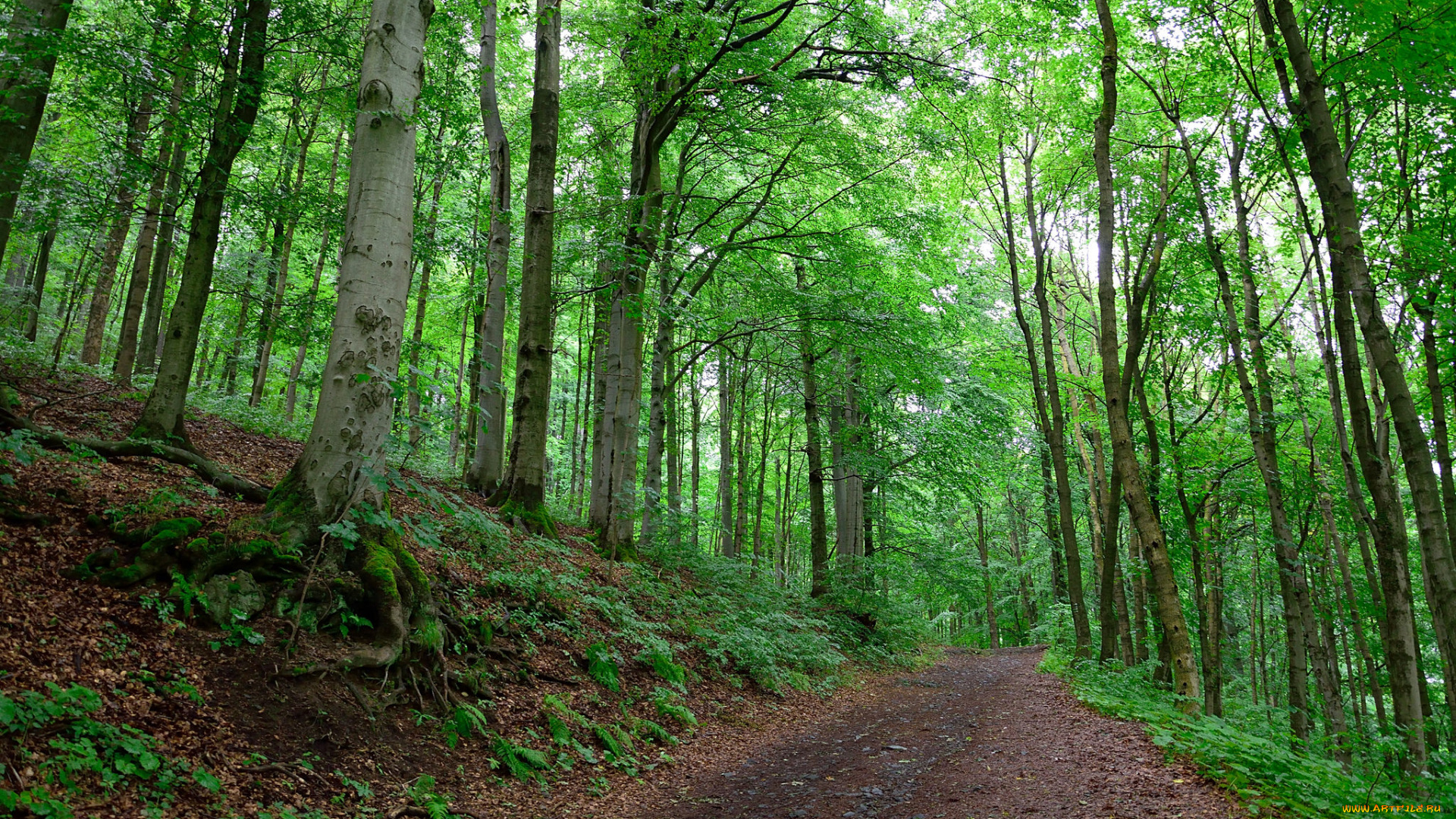 природа, дороги, тракт