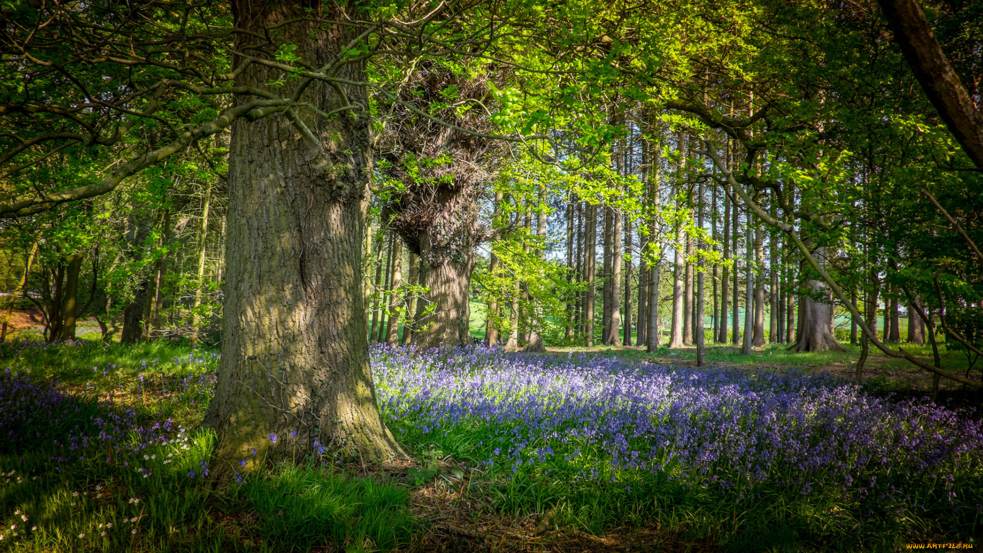 природа, лес, деревья