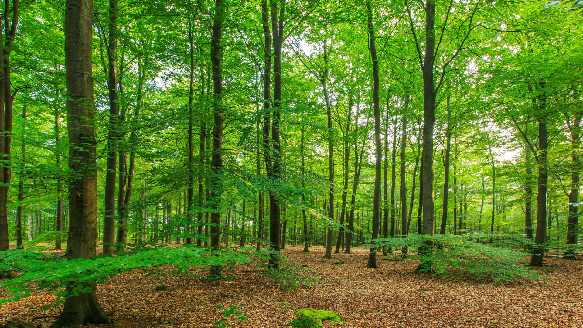 природа, лес, деревья