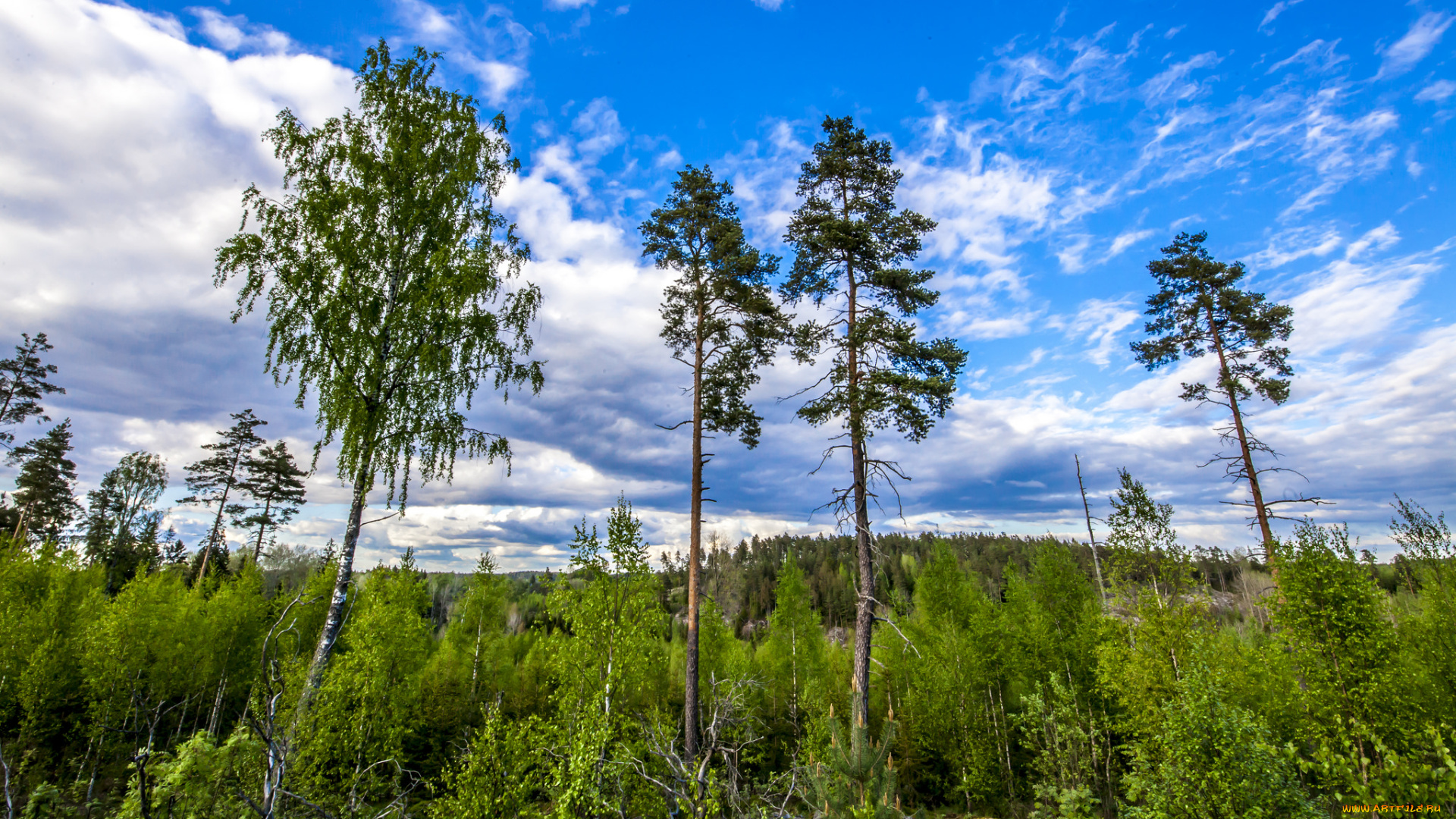 природа, лес, деревья