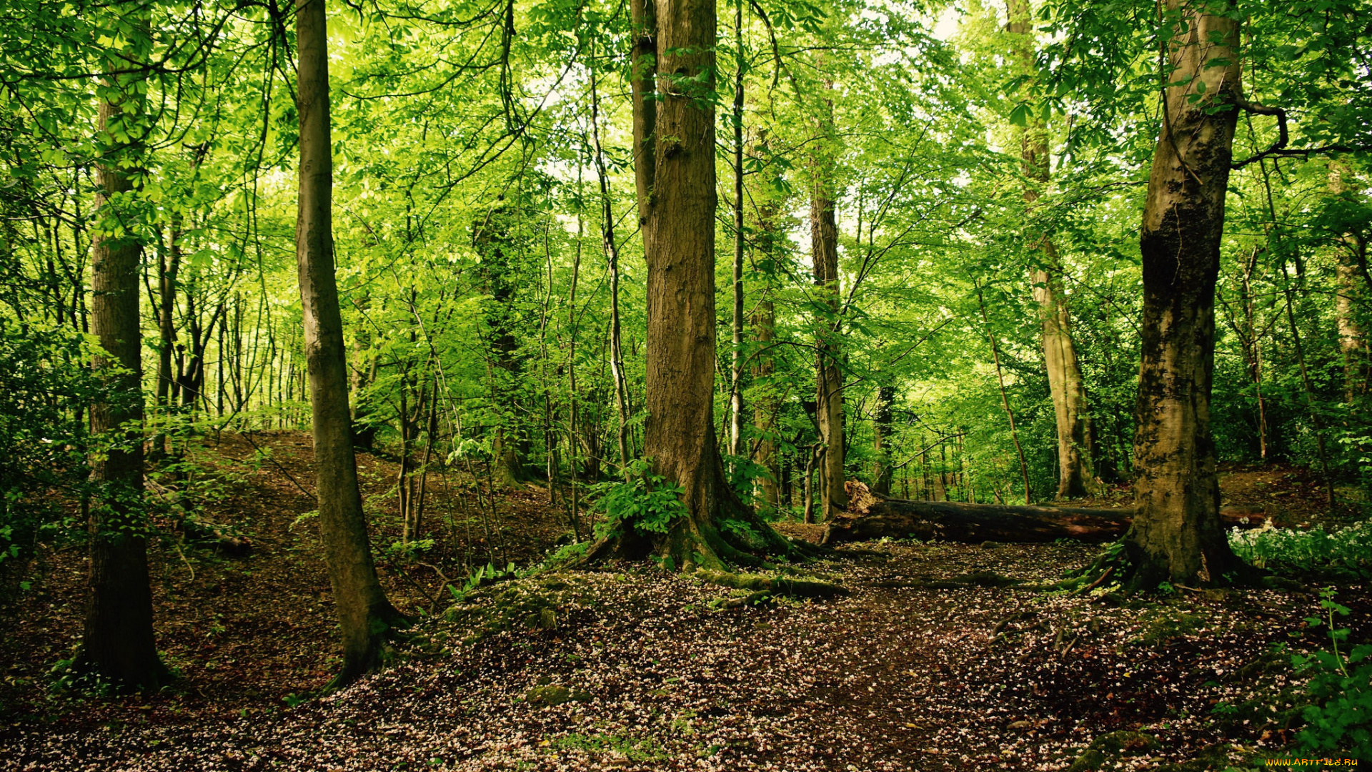 природа, лес, деревья