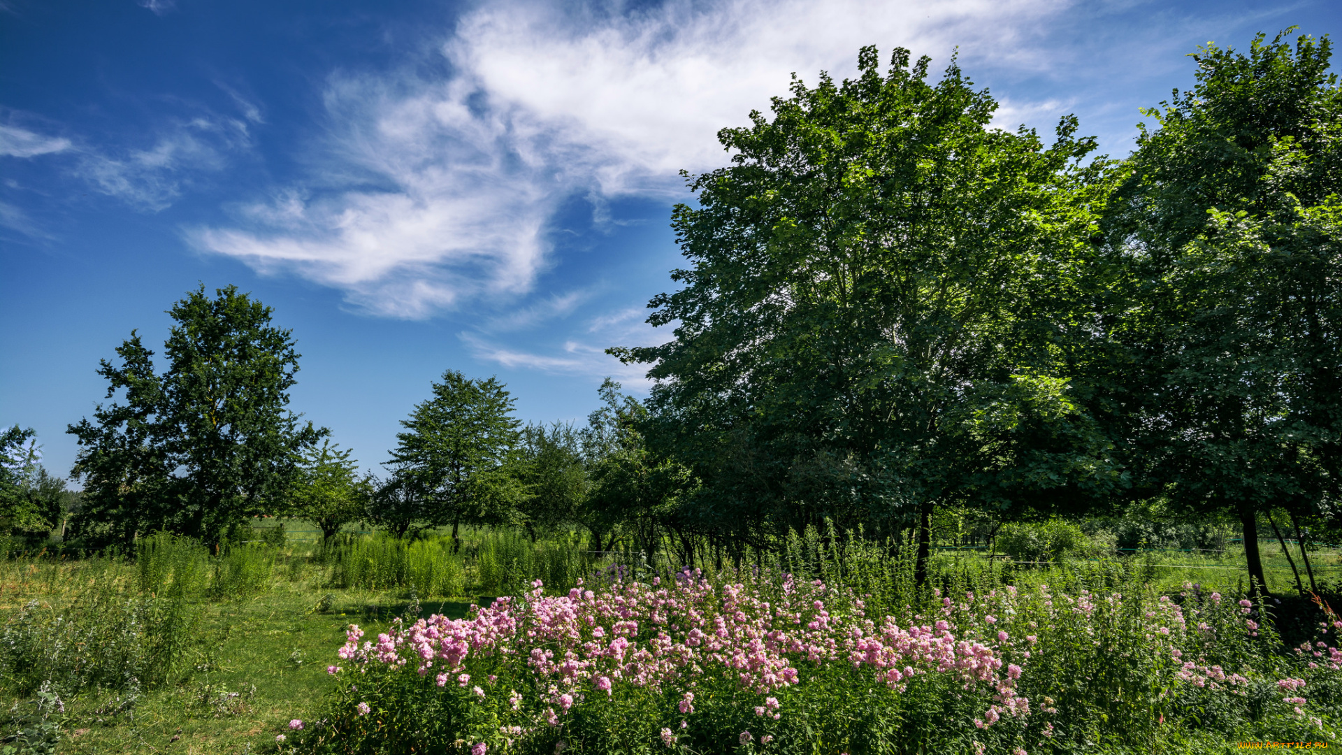 природа, лес, деревья
