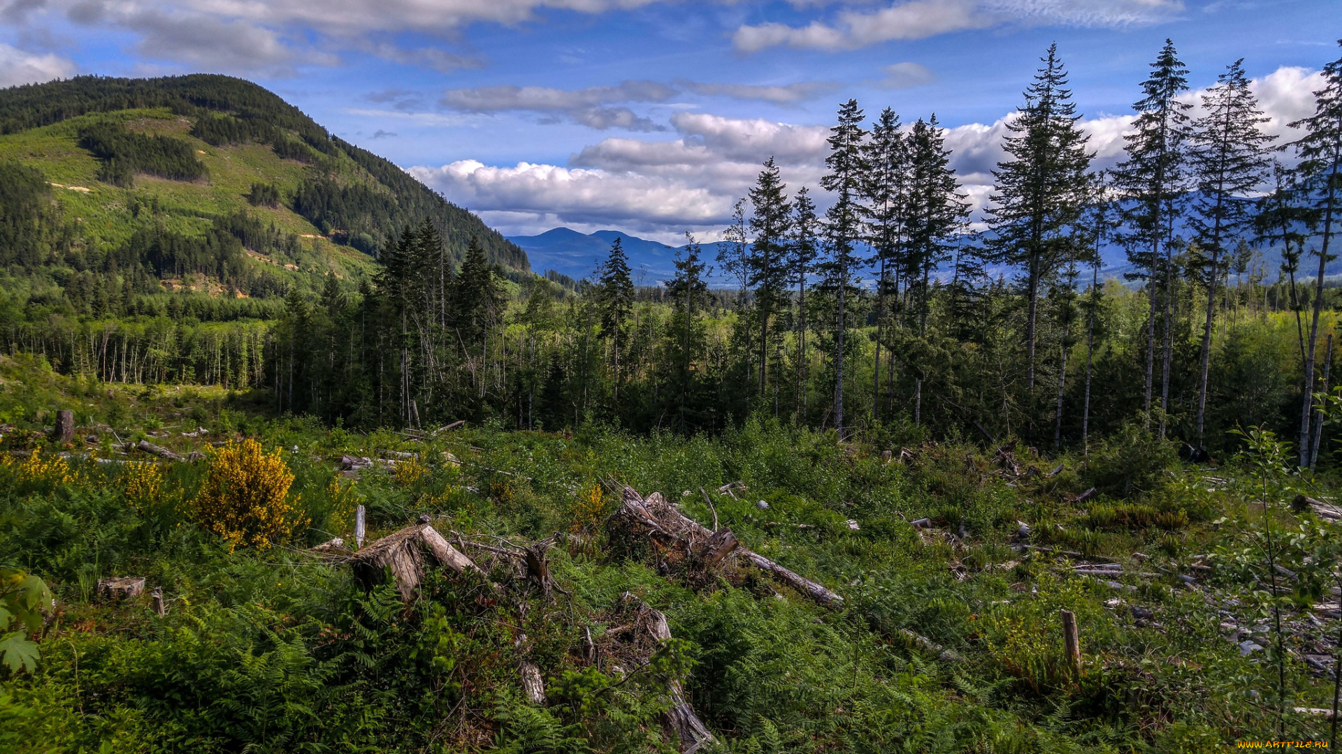 природа, лес, деревья