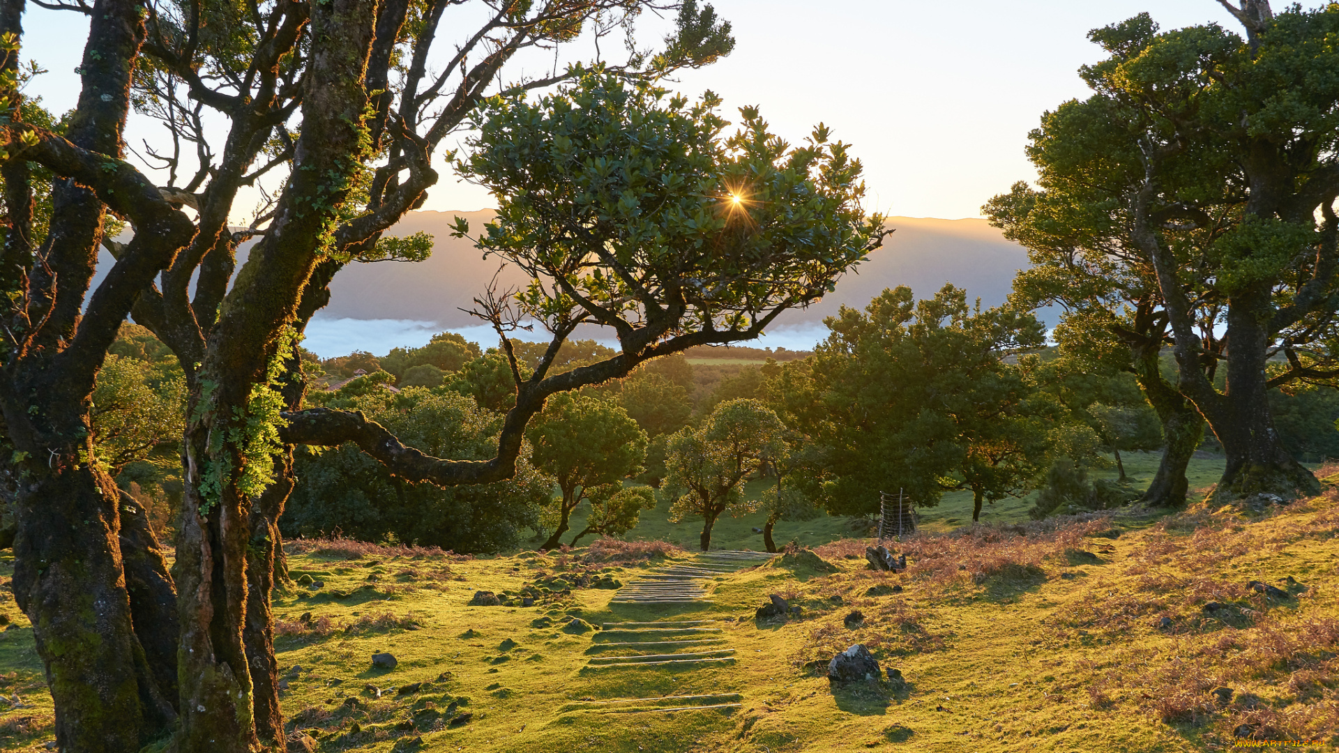 природа, пейзажи, лес, река