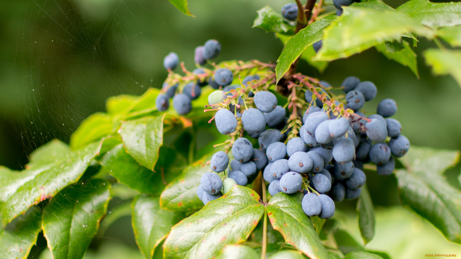 природа, плоды, ягоды