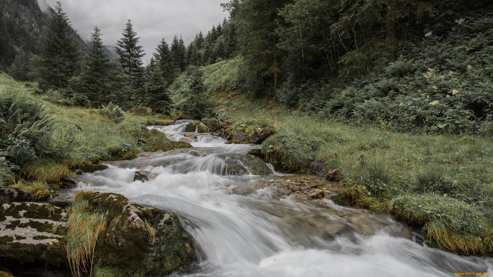 природа, реки, озера, лес, река