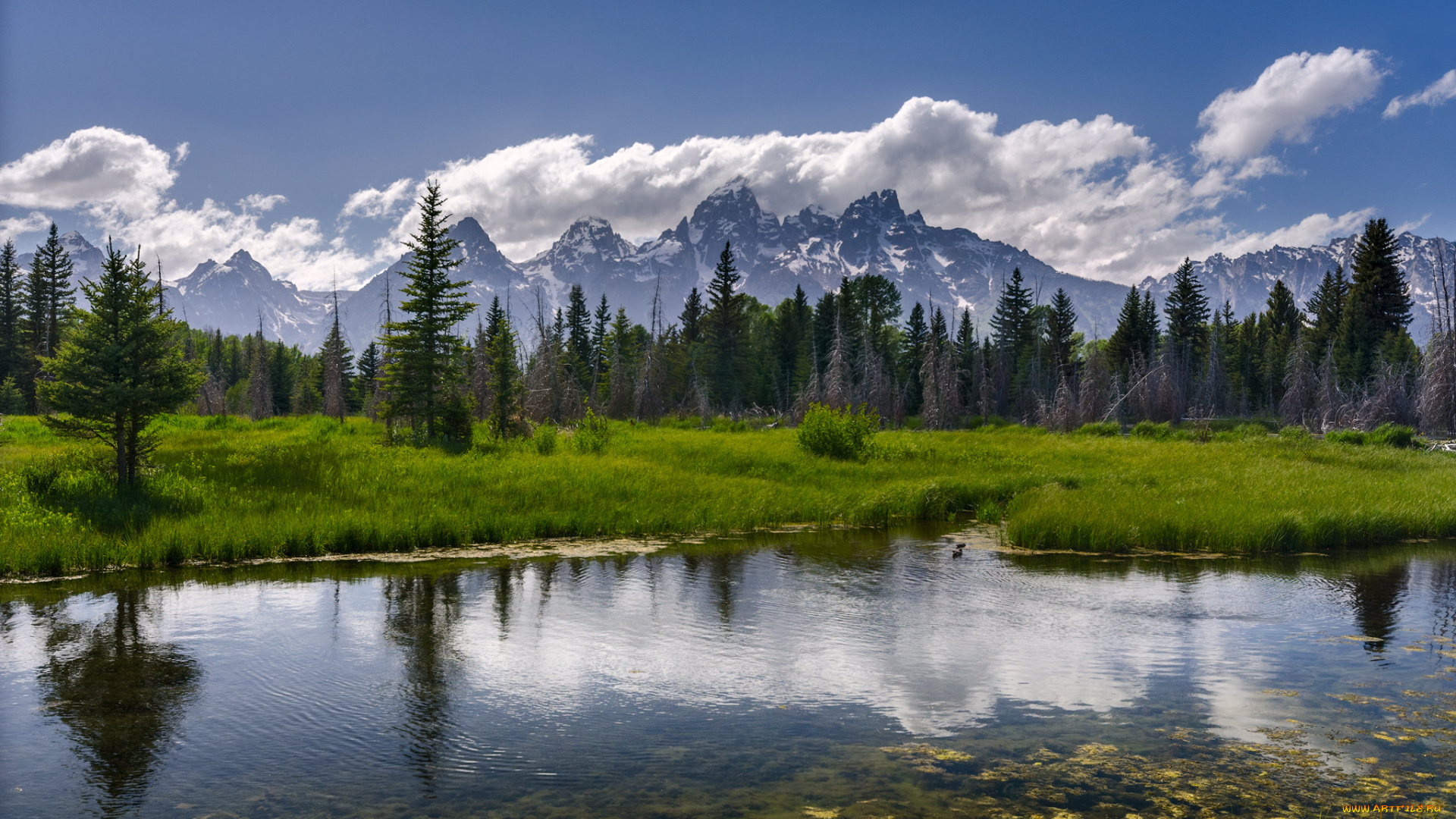 природа, реки, озера, лес, река