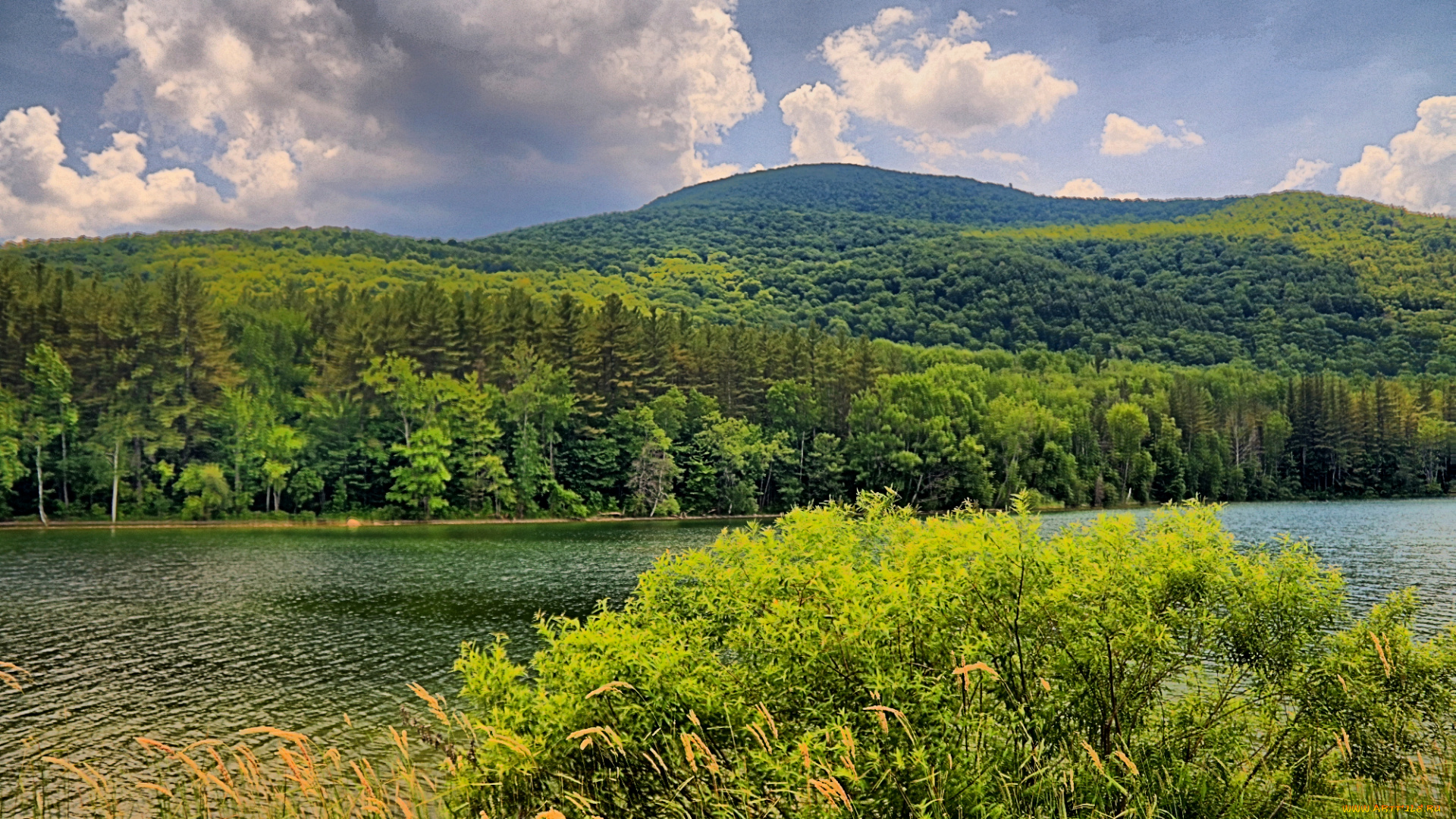 природа, реки, озера, лес, река