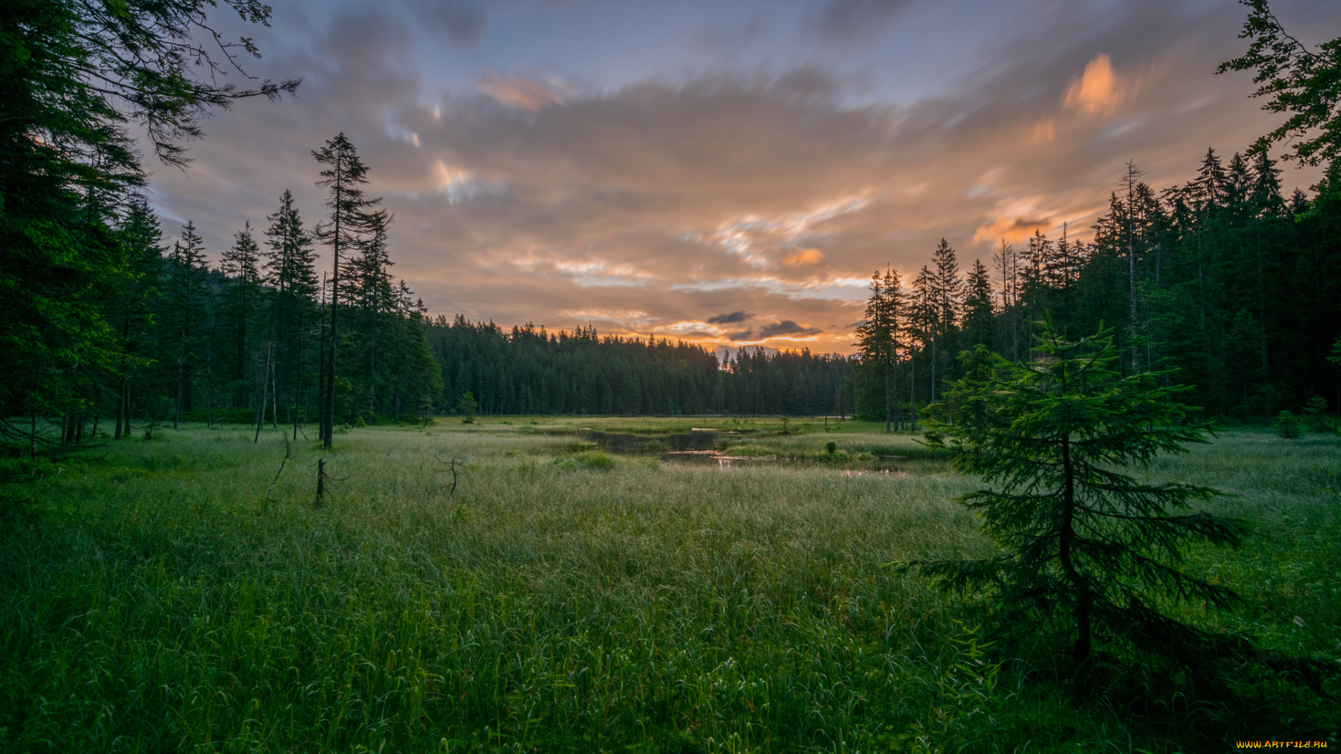 природа, реки, озера, лес, река