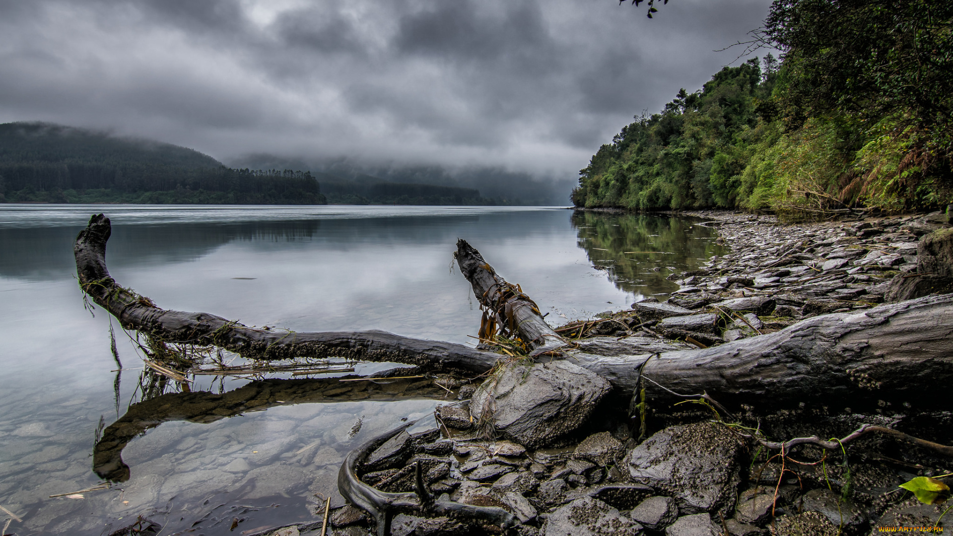 природа, реки, озера, лес, река