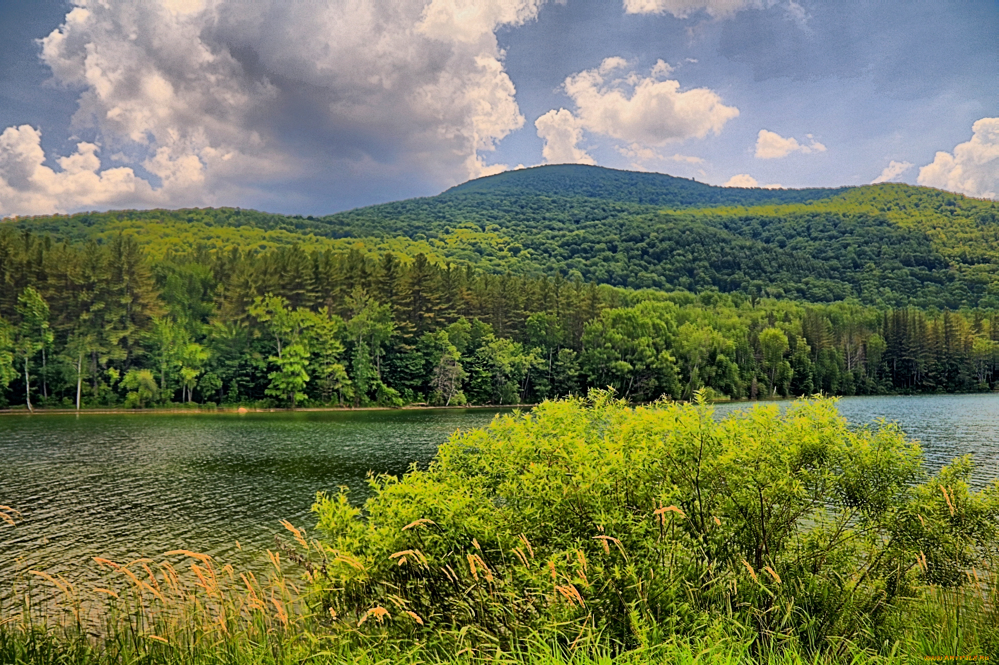 природа, реки, озера, лес, река