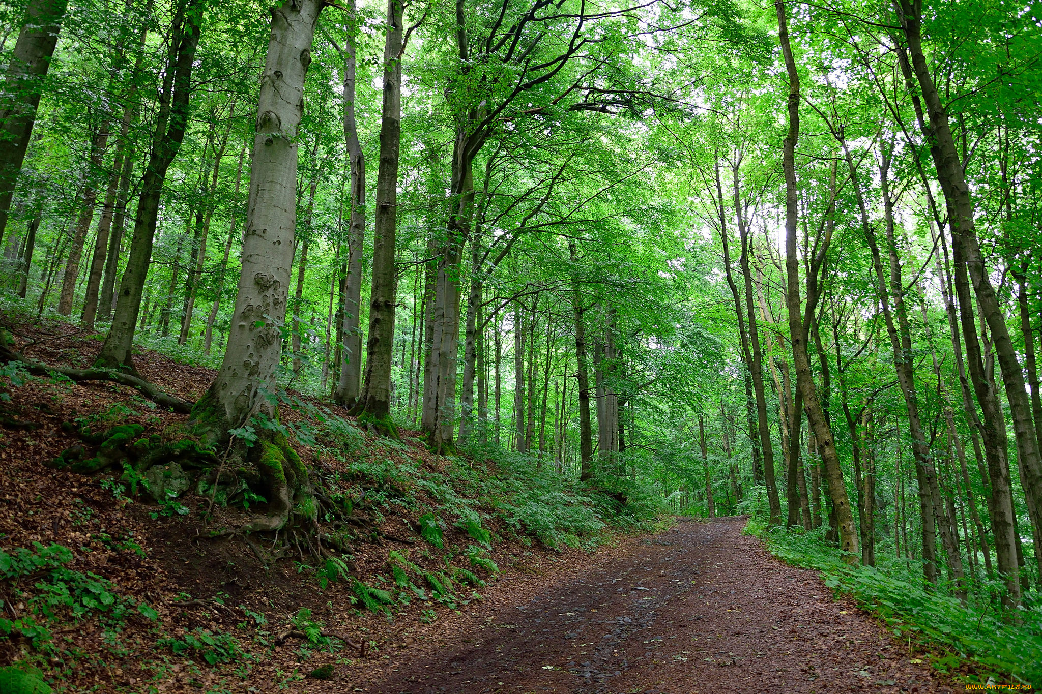 природа, дороги, тракт