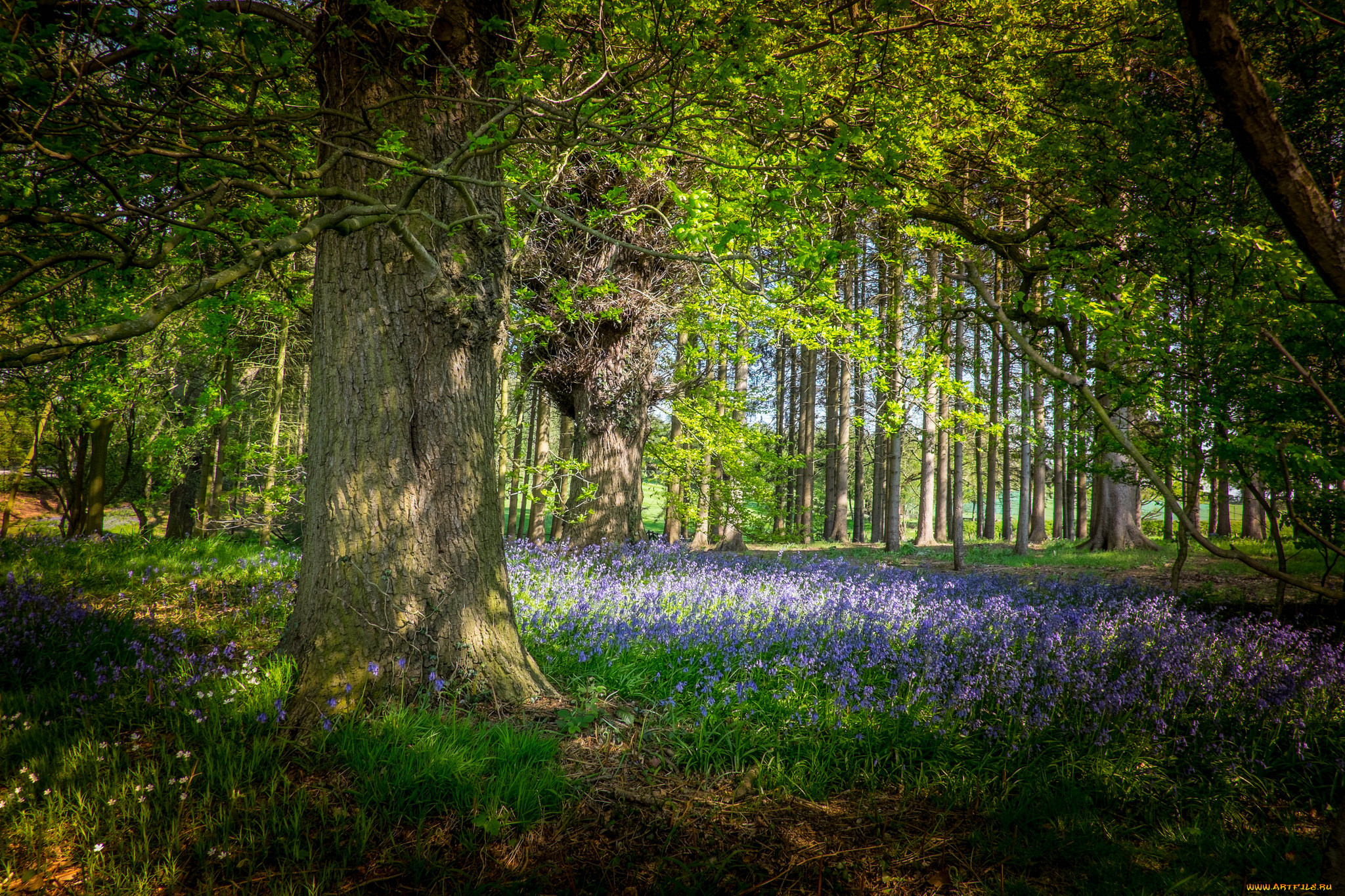 природа, лес, деревья