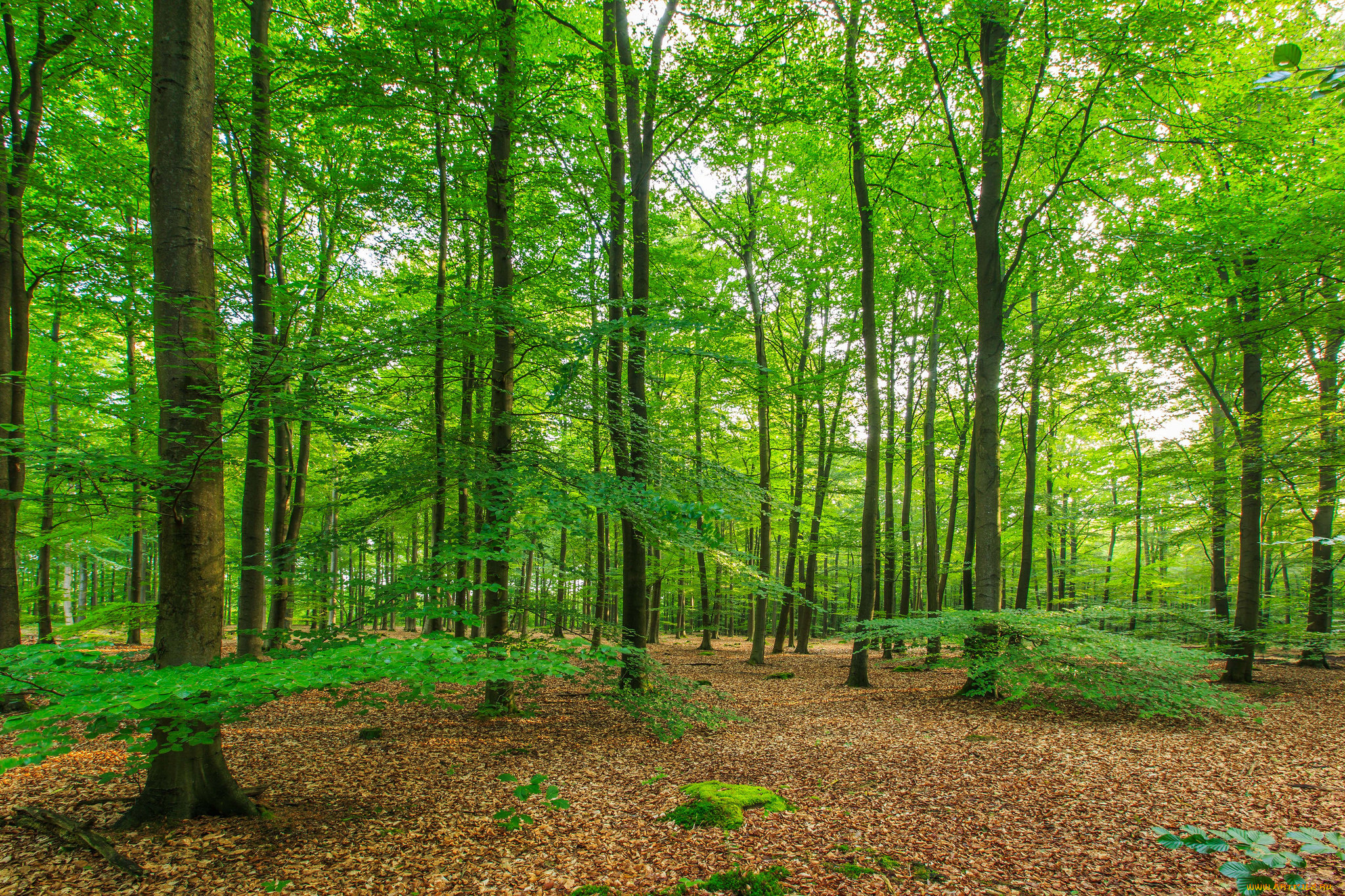 природа, лес, деревья