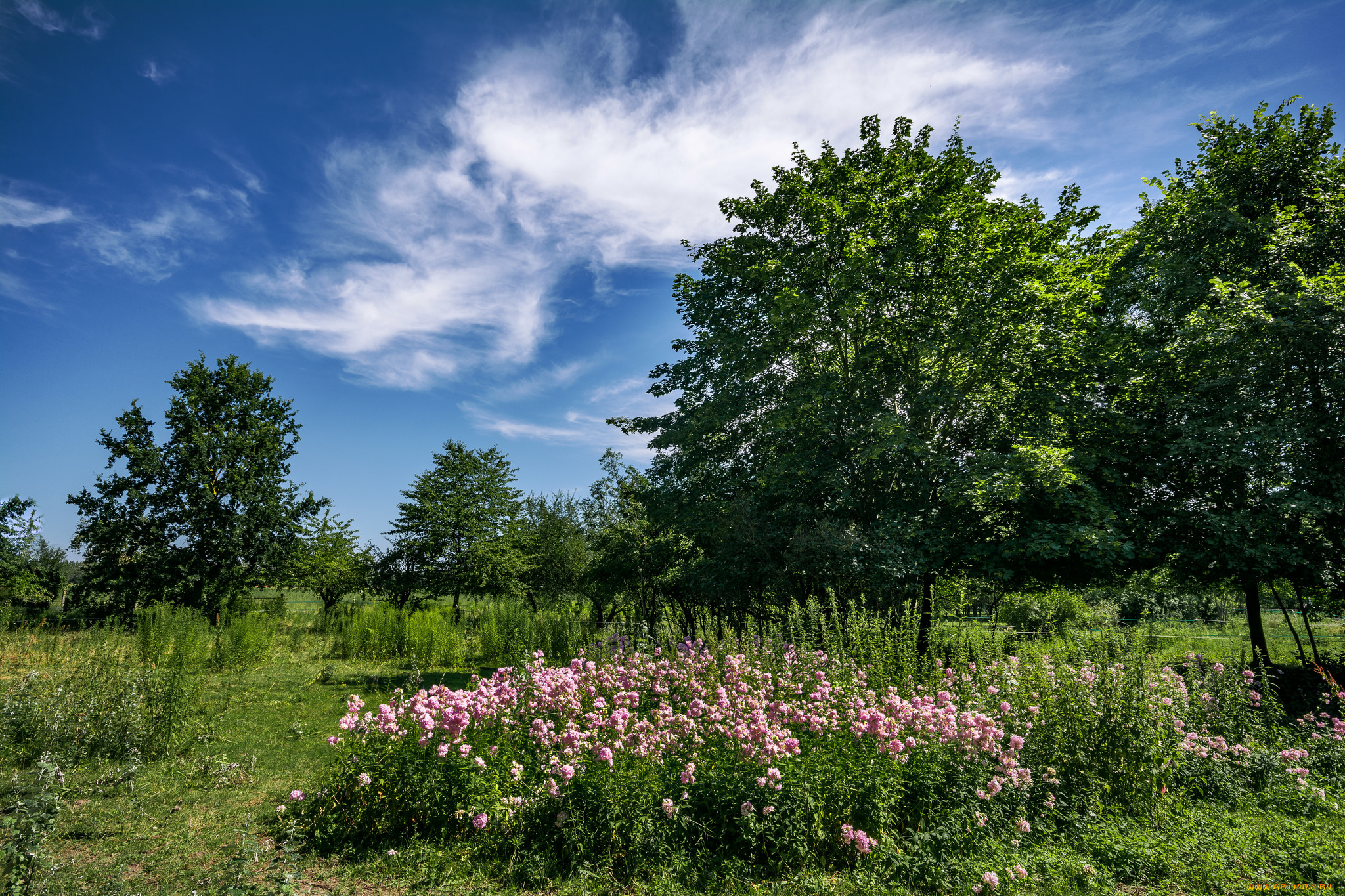 природа, лес, деревья