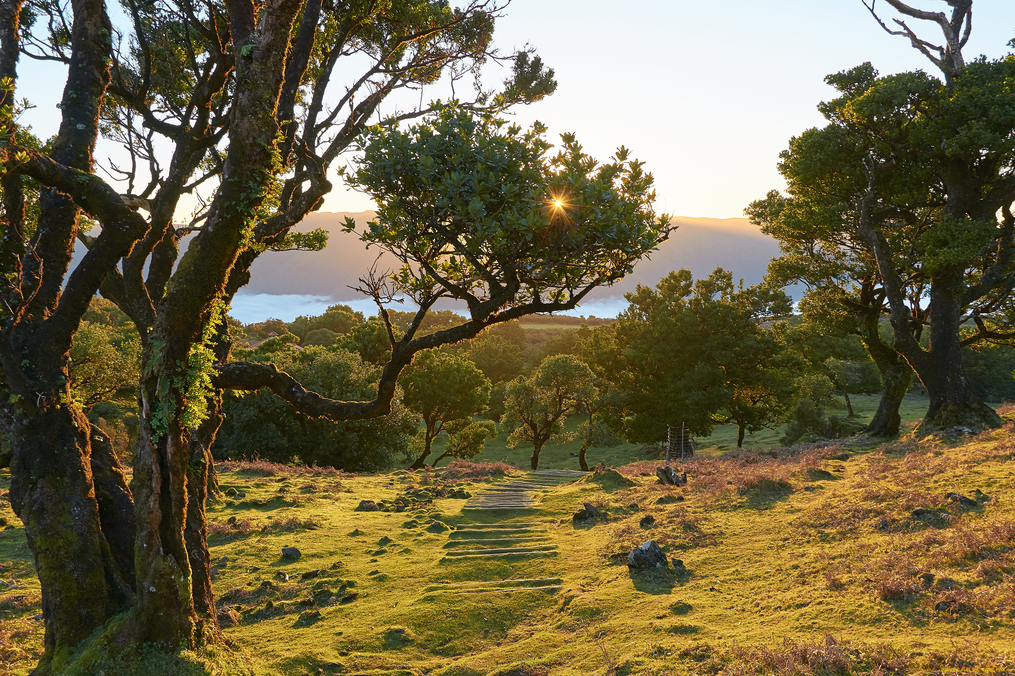 природа, пейзажи, лес, река