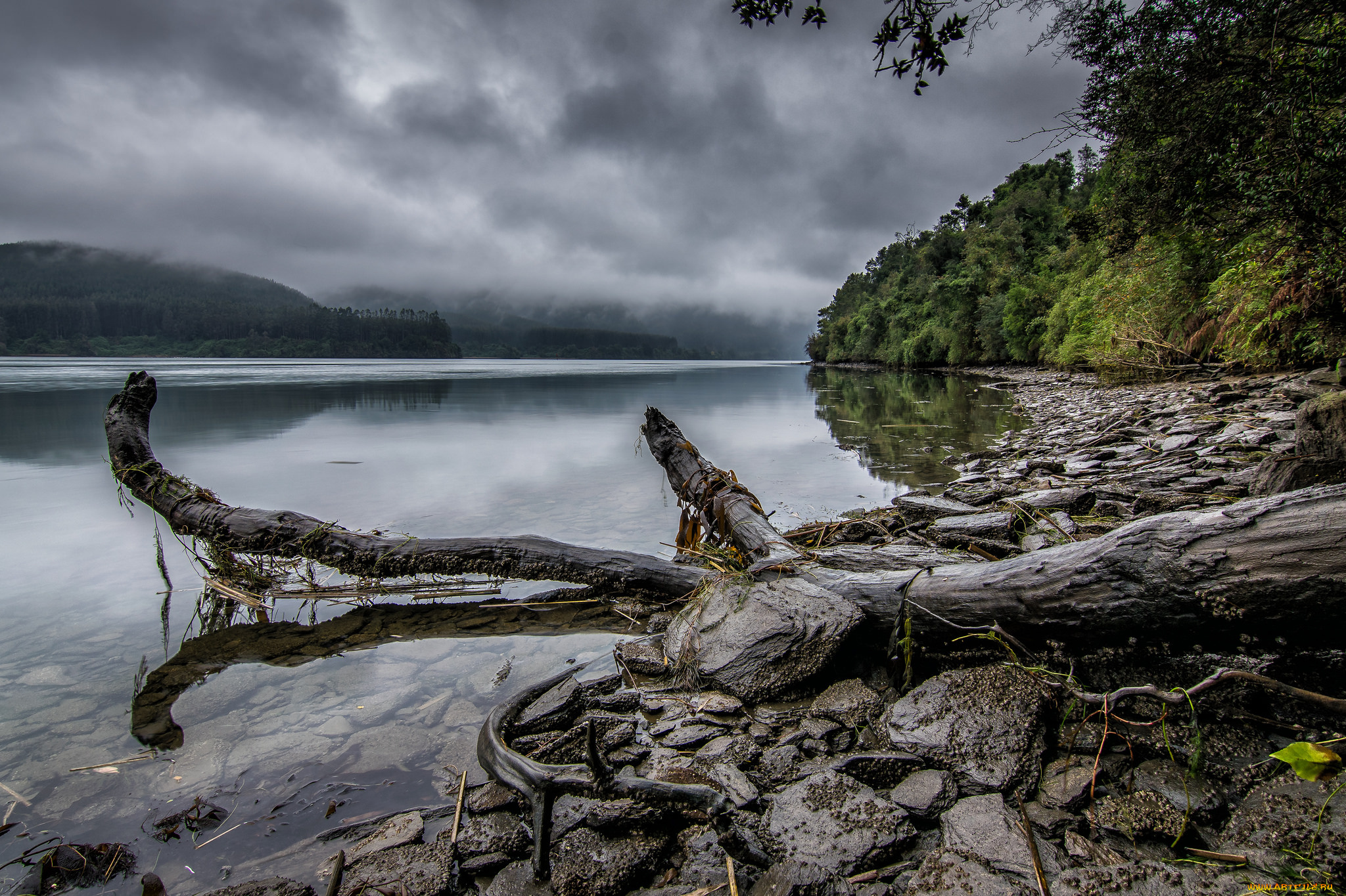 природа, реки, озера, лес, река