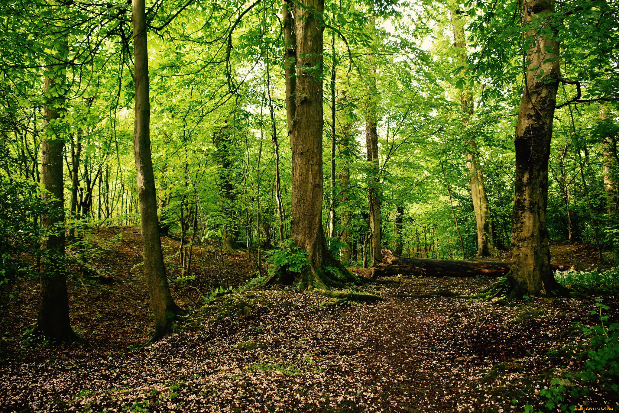 природа, лес, деревья