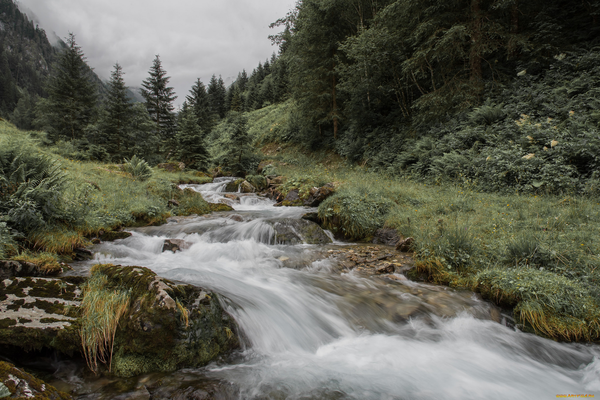 природа, реки, озера, лес, река