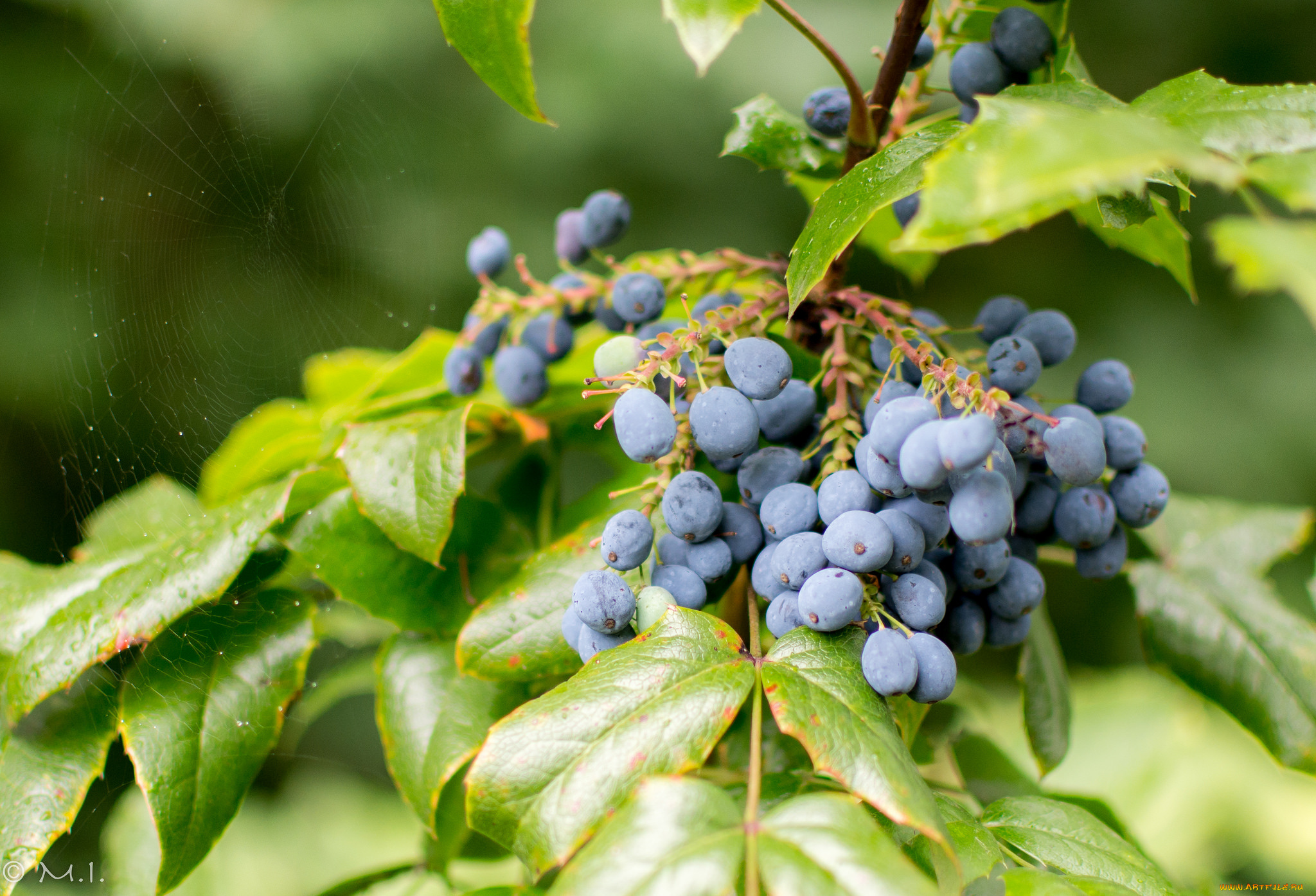 природа, плоды, ягоды