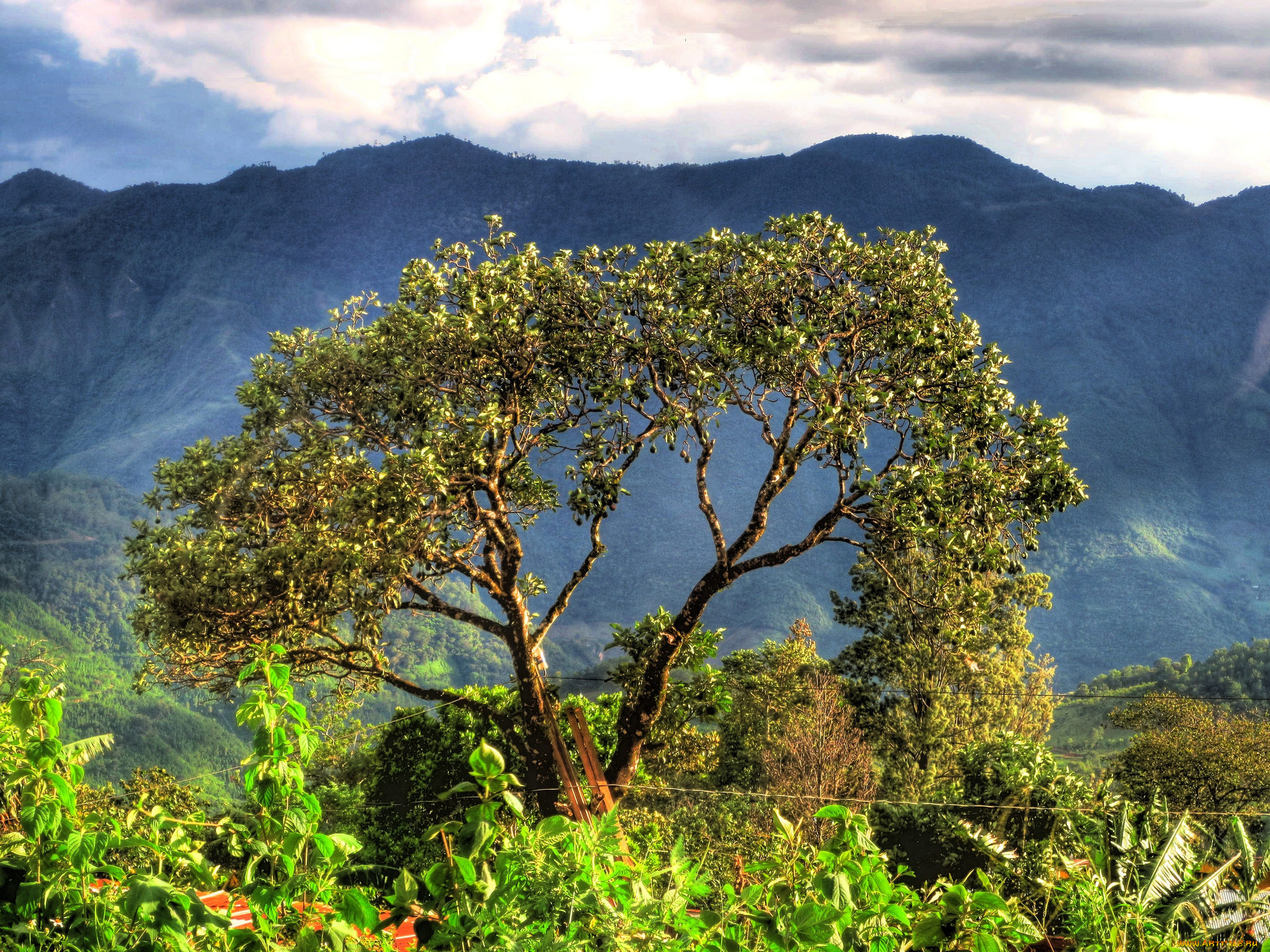 природа, деревья, дерево, крона